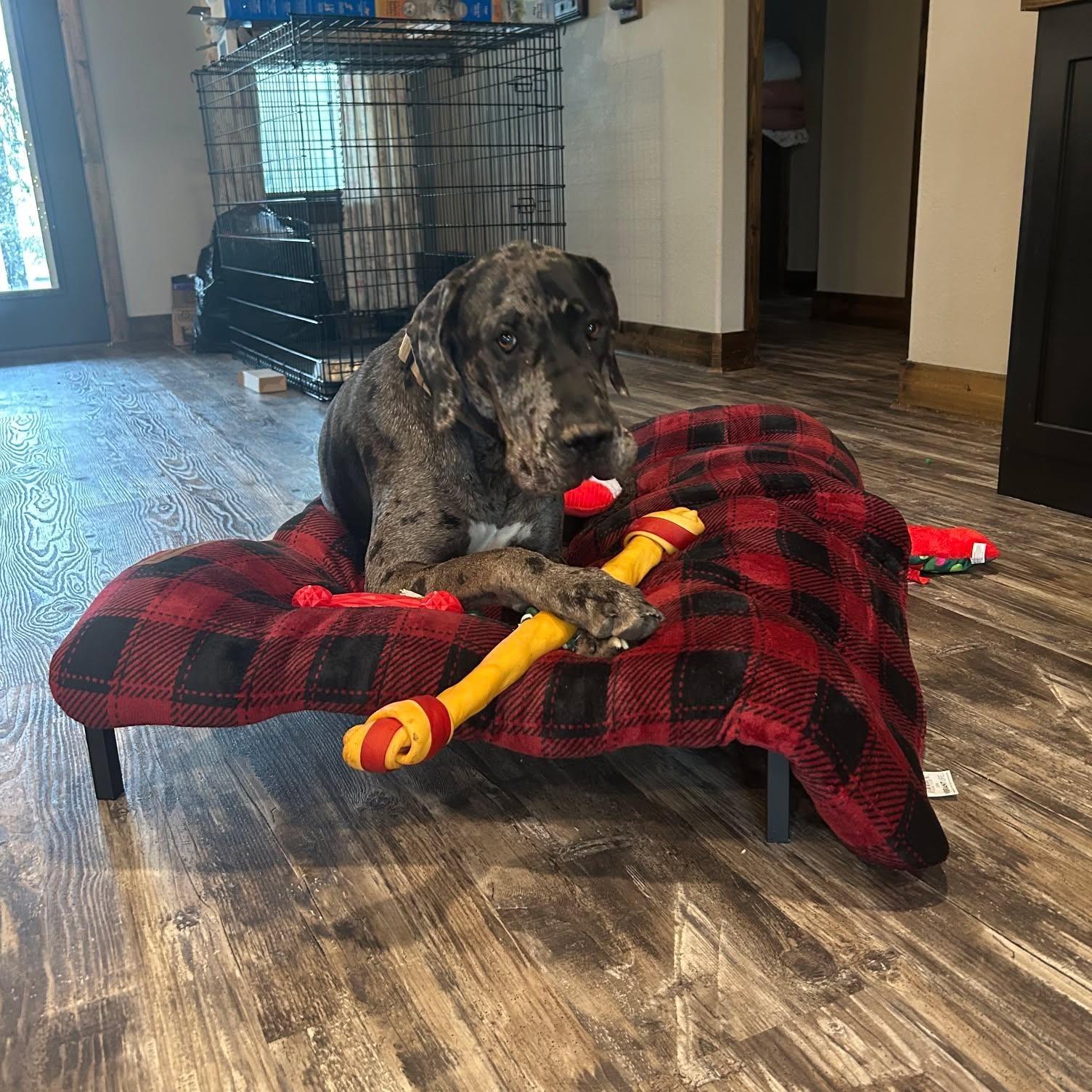 Enlarge Bo, a Adopted Great Dane in Houston, TX image 3/4