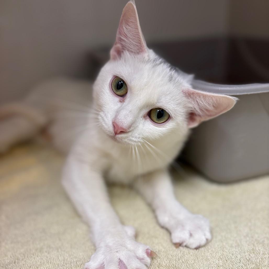 Smeagol, Adoptable, Young Female Domestic Short Hair.