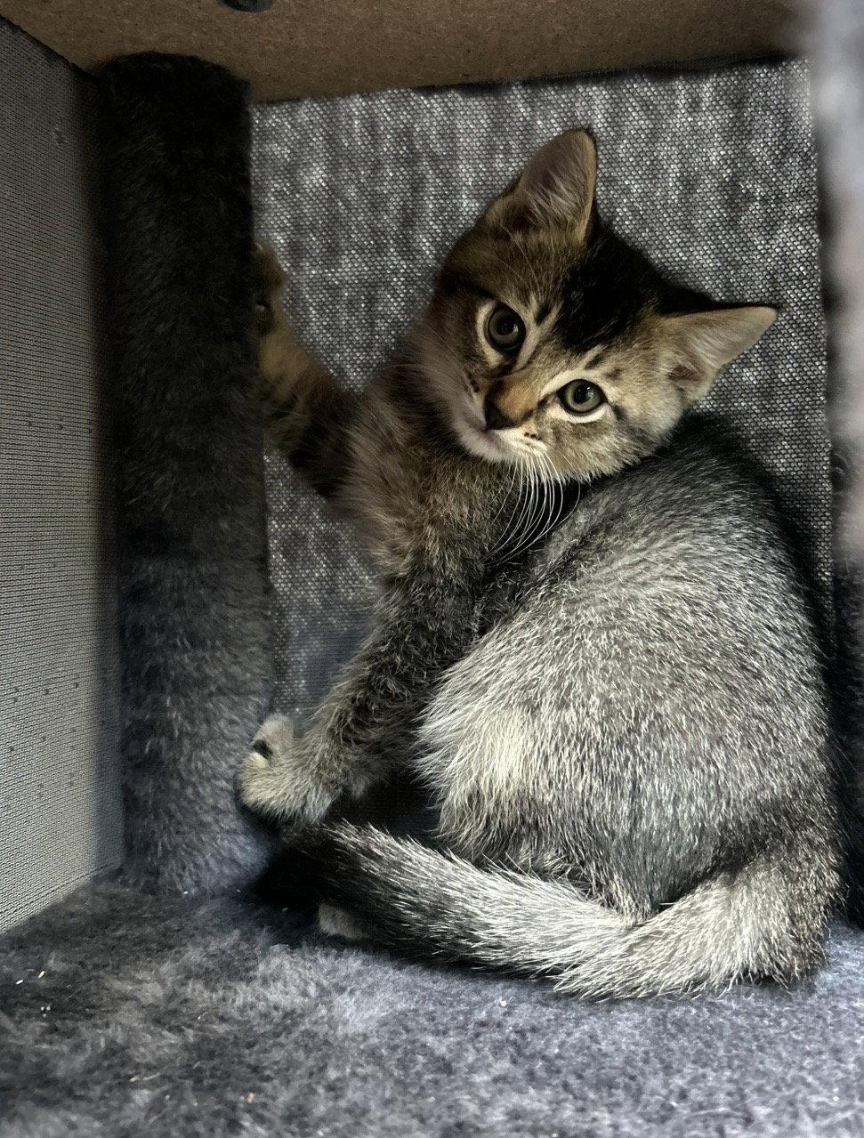 Kuzco, Adoptable, Kitten Male Domestic Short Hair.