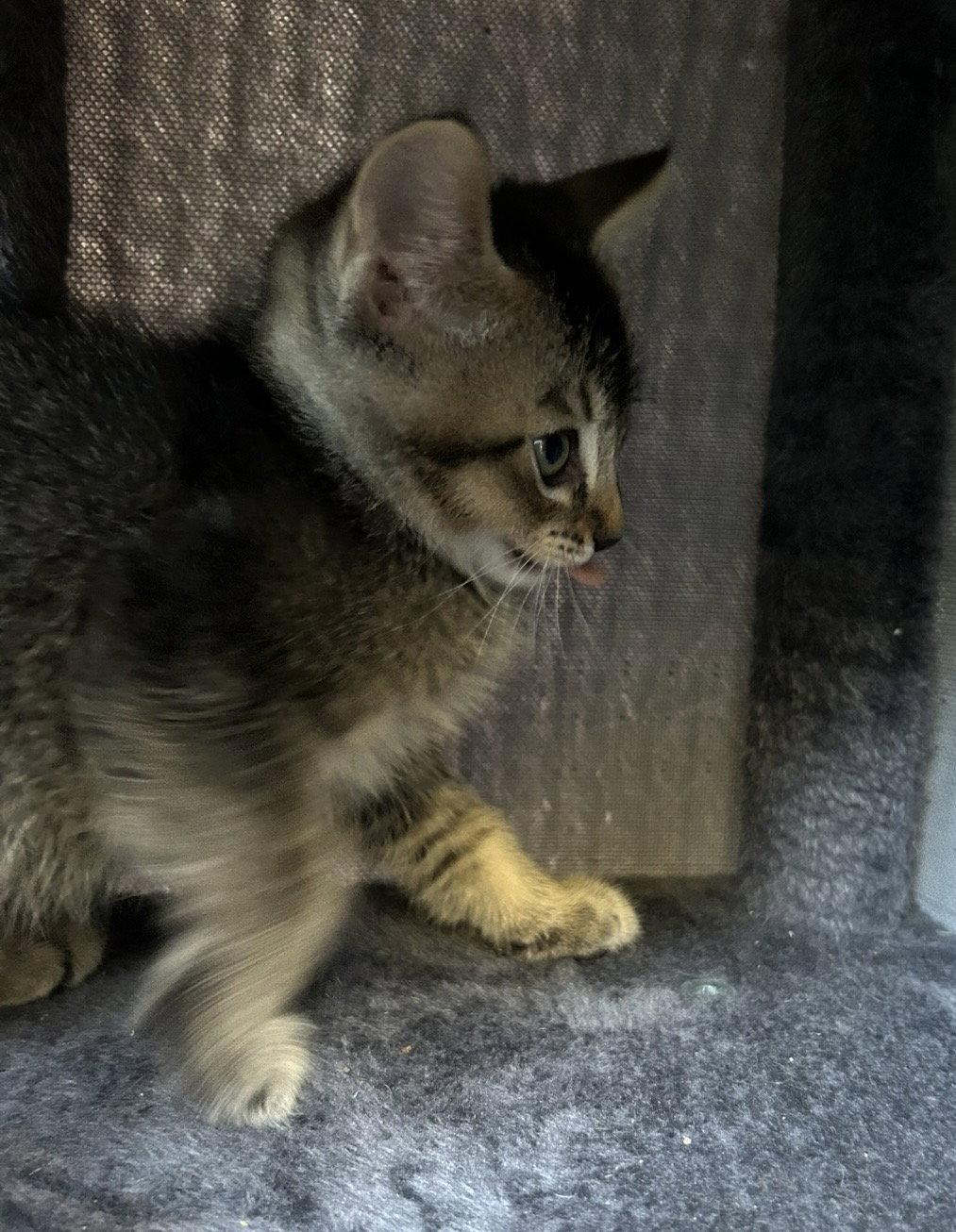 Enlarge Kuzco, a Adoptable Domestic Short Hair in Tacoma, WA image 2/3