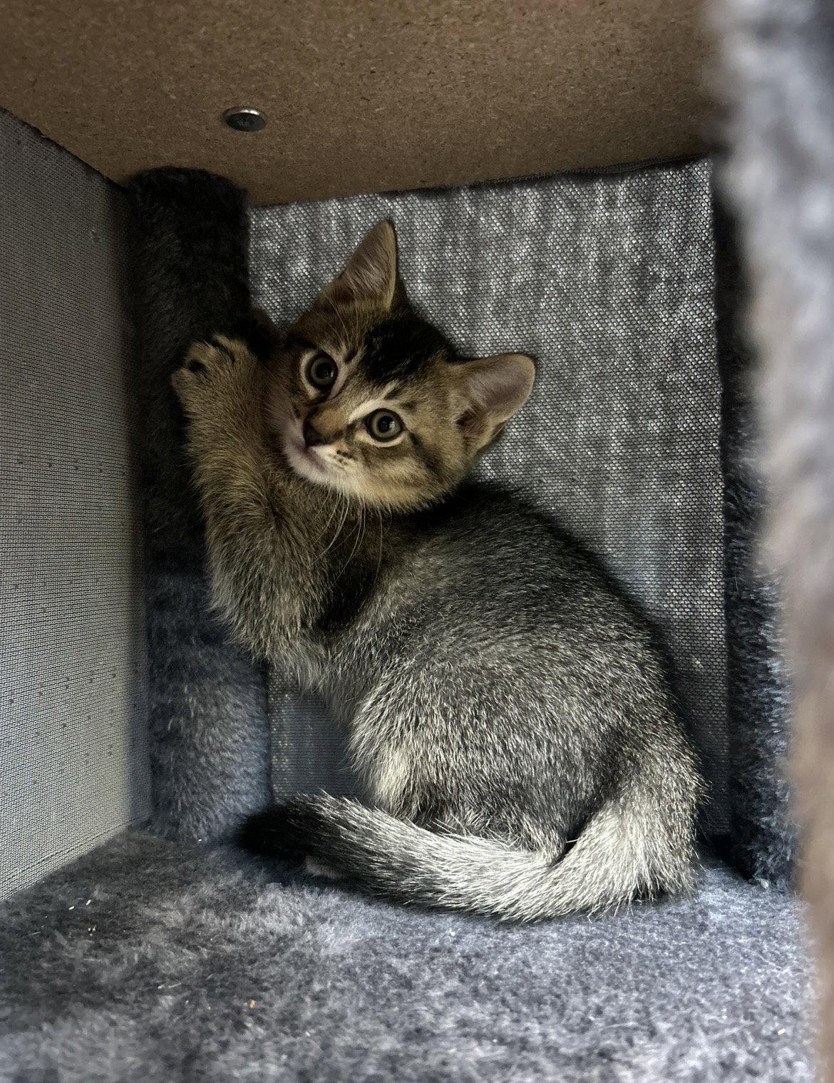Enlarge Kuzco, a Adoptable Domestic Short Hair in Tacoma, WA image 3/3