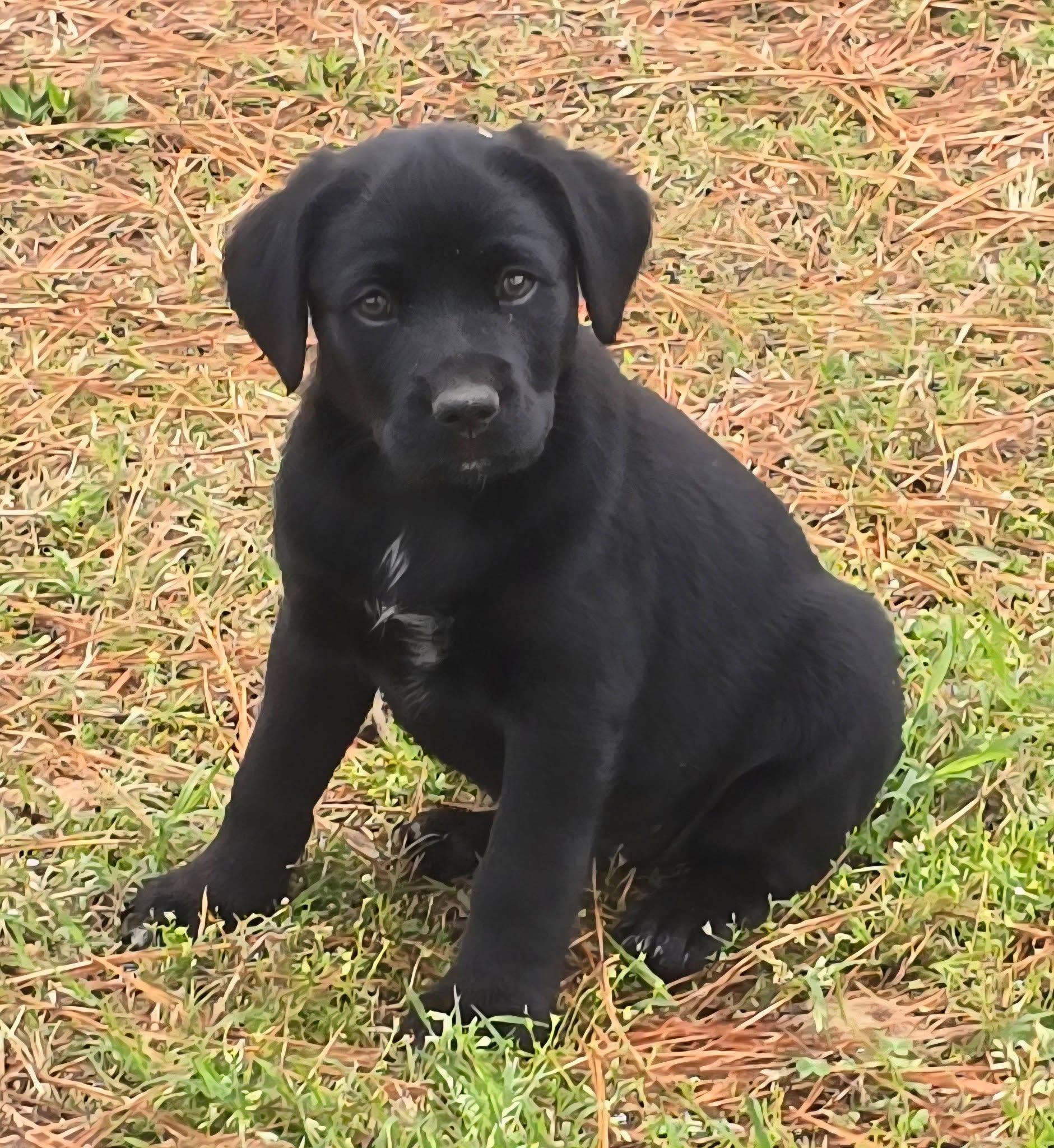 Gumdrop — thumbnail 3