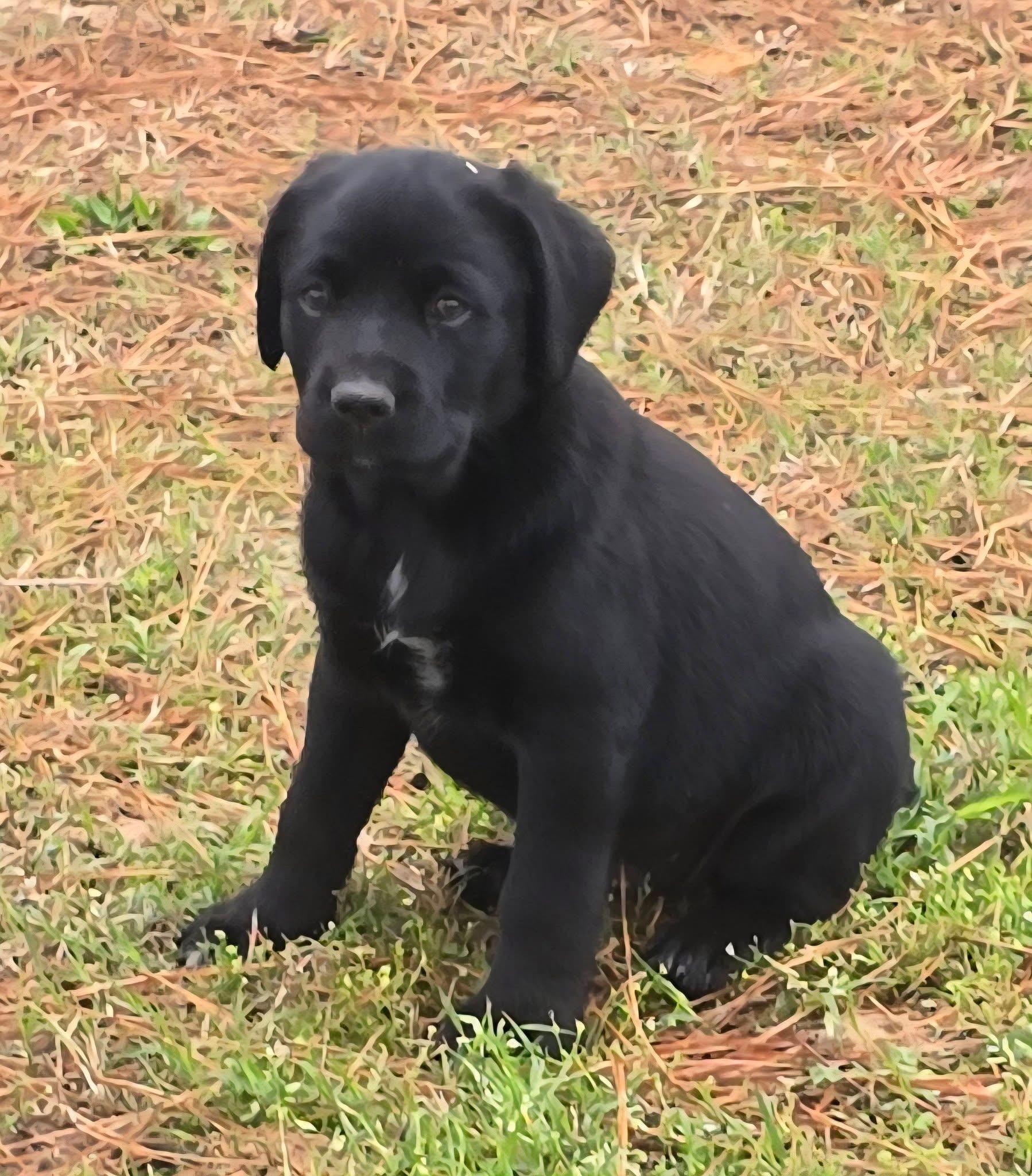 Gumdrop — thumbnail 5