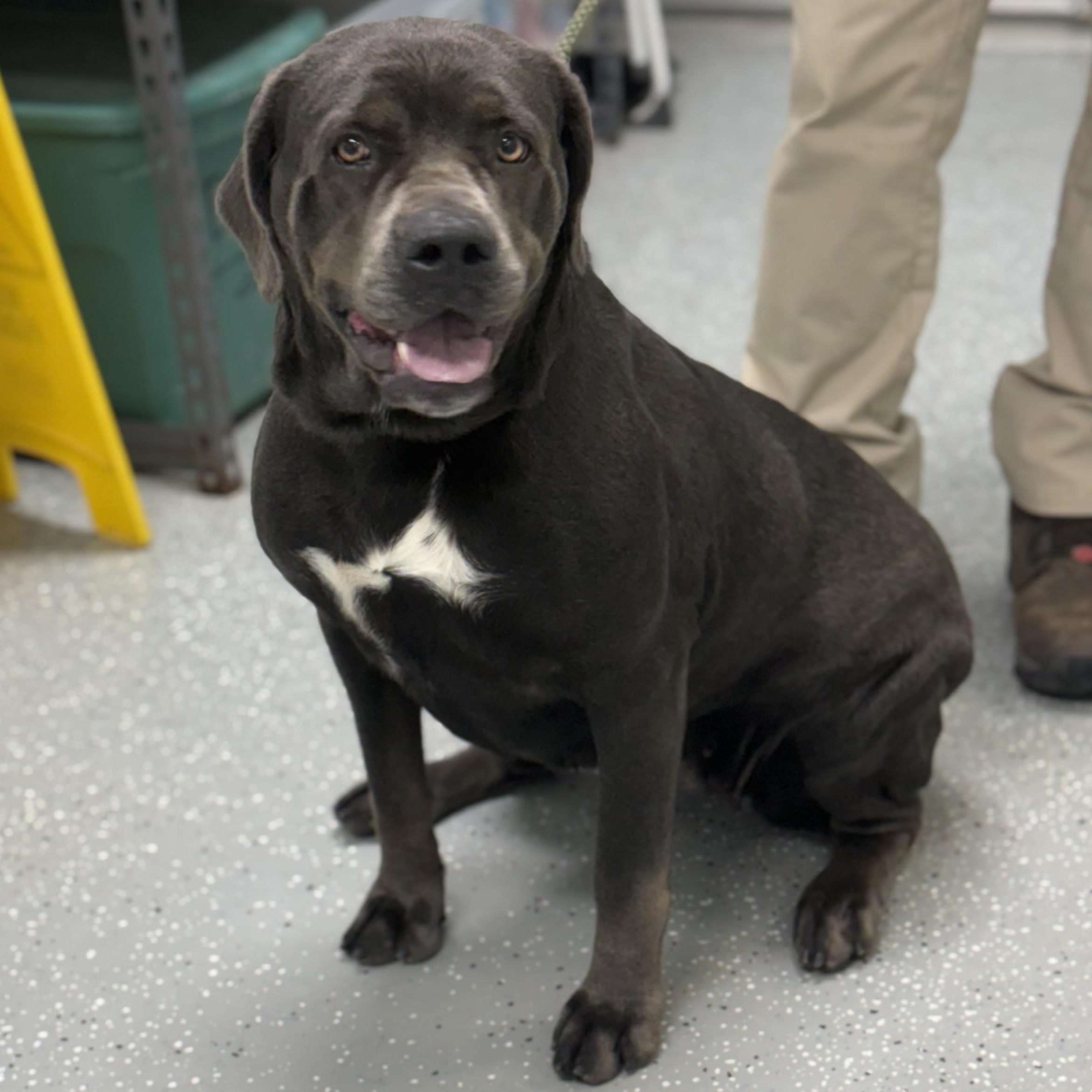 Mouse, Adoptable, Young Female Cane Corso.