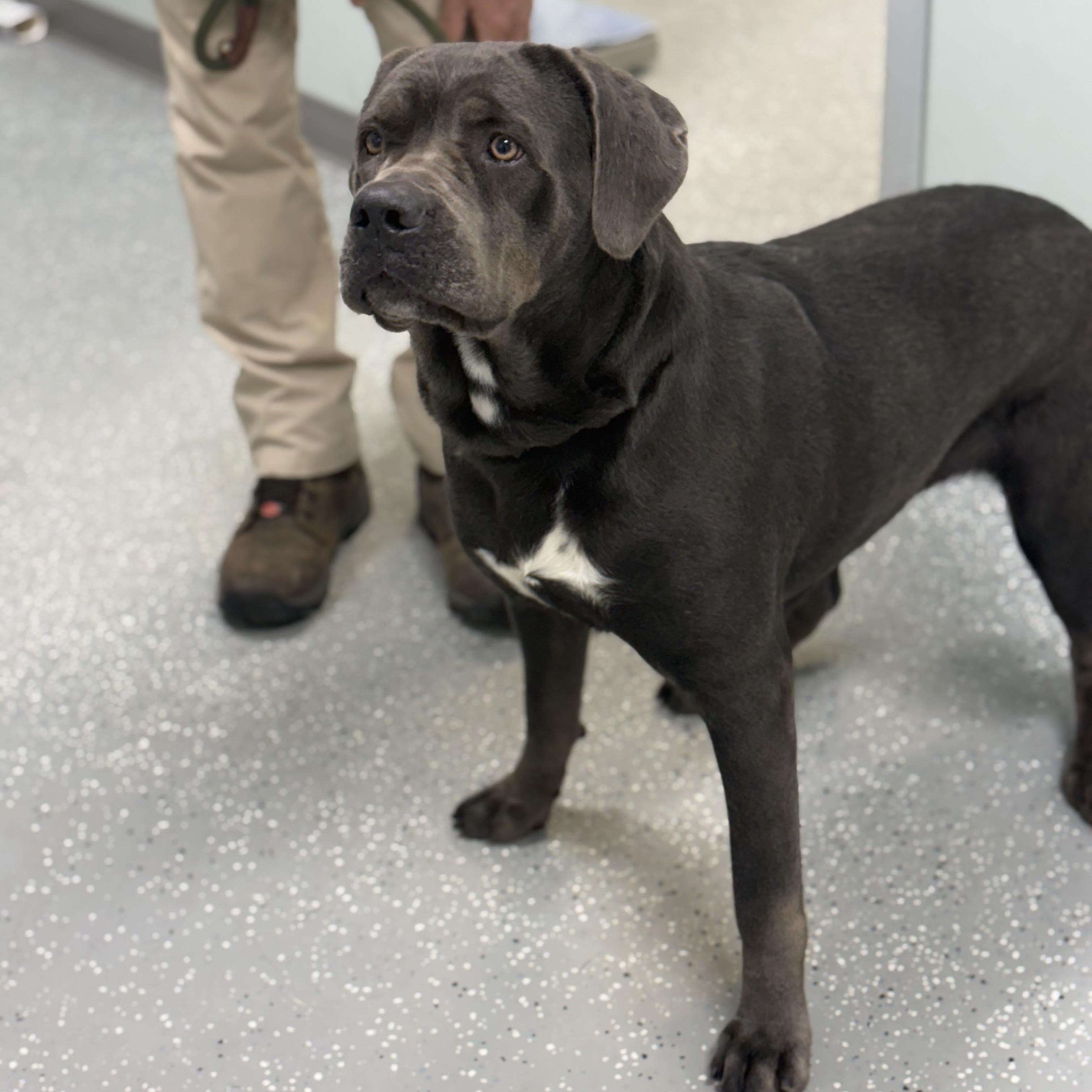 Enlarge Mouse, a Adoptable mixed breed in Bardstown, KY image 2/3