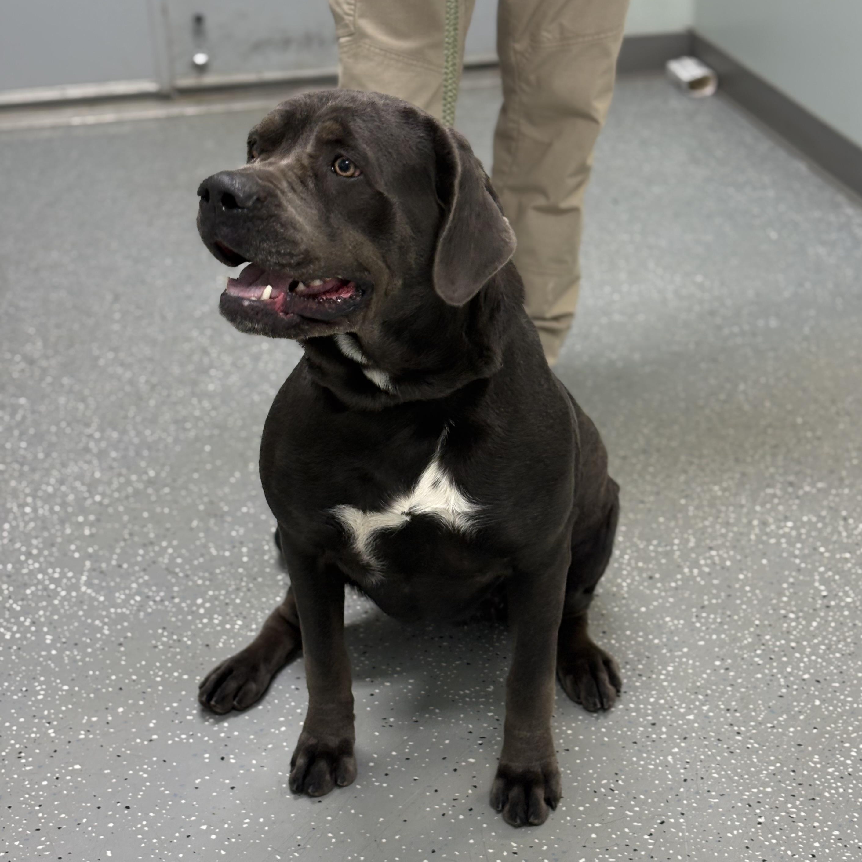 Enlarge Mouse, a Adoptable mixed breed in Bardstown, KY image 3/3