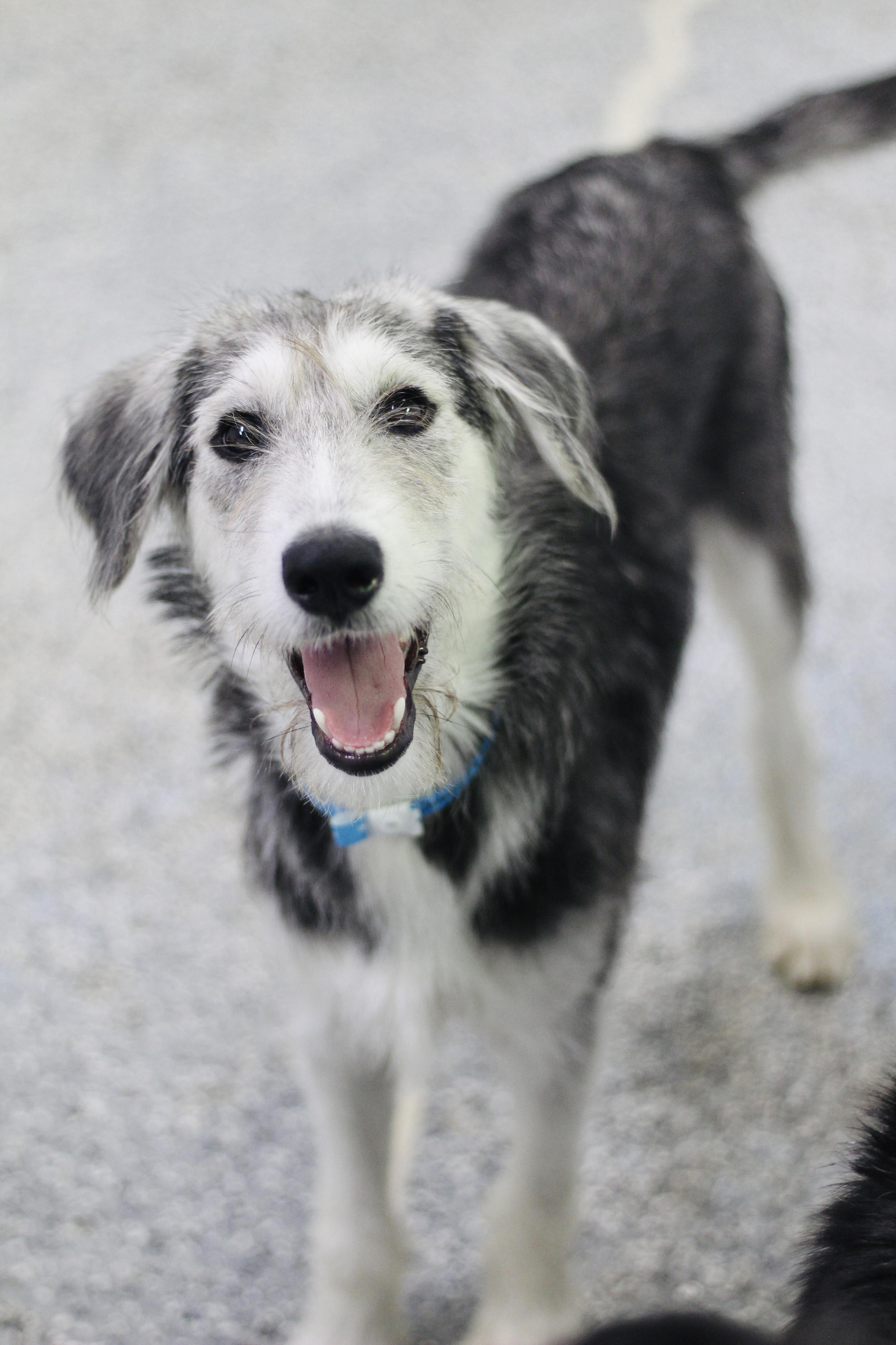 Enlarge Wasabi in NH. Come Meet our Adoptable Dogs Wednesday-Saturday. More info in Bio, a Adoptable mixed breed in Manchester, NH image 1/1