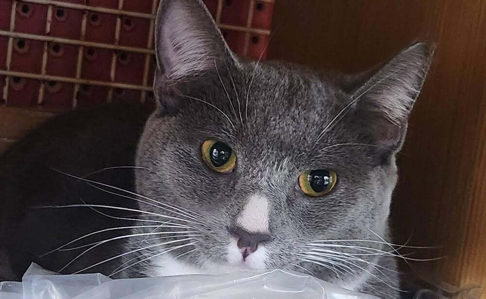 Enlarge Getty *Featured at the Petco in Ellicott City, MD*, a Adoptable Domestic Short Hair in catonsville , MD image 1/1