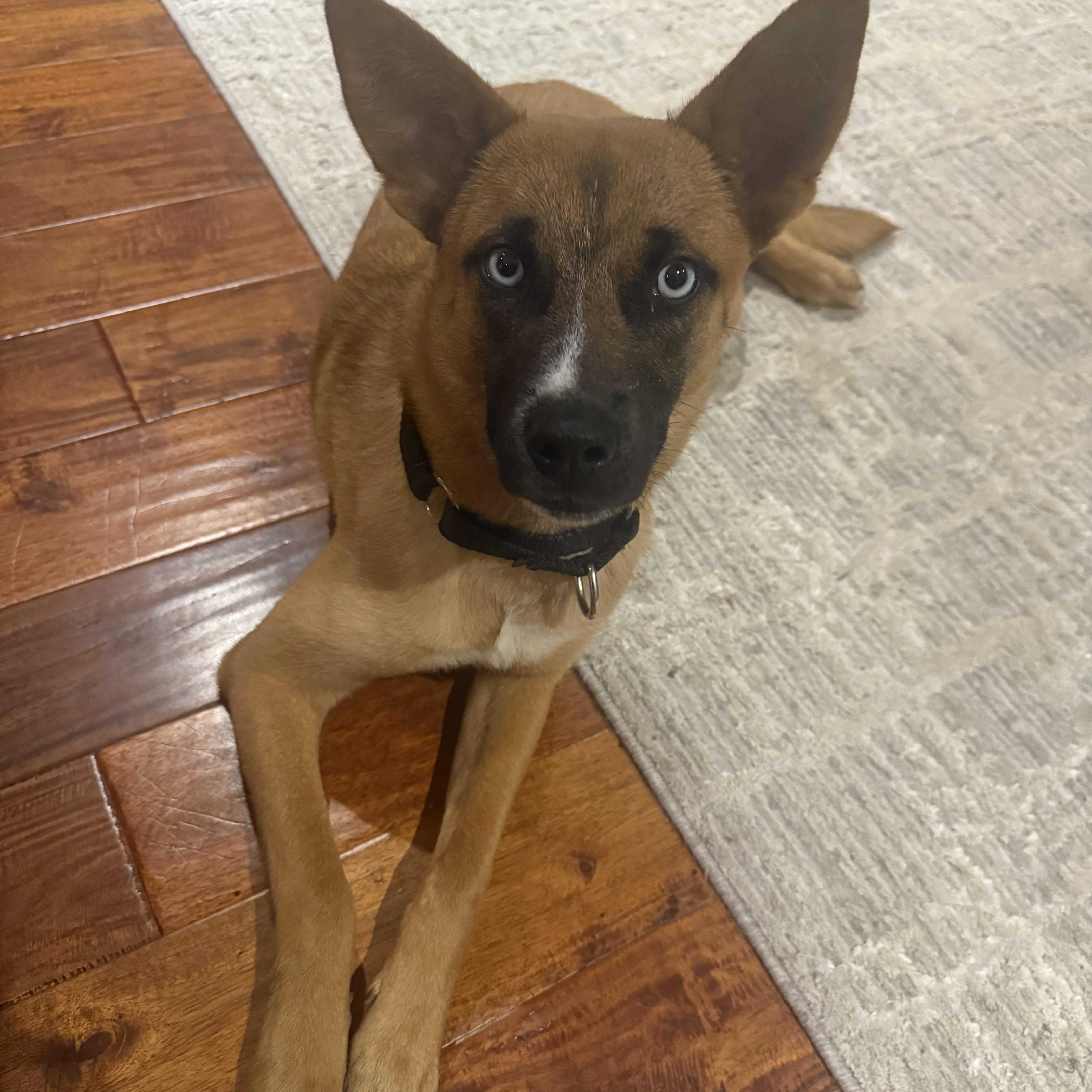 Kura, ADOPTABLE, Young Female Cattle Dog.