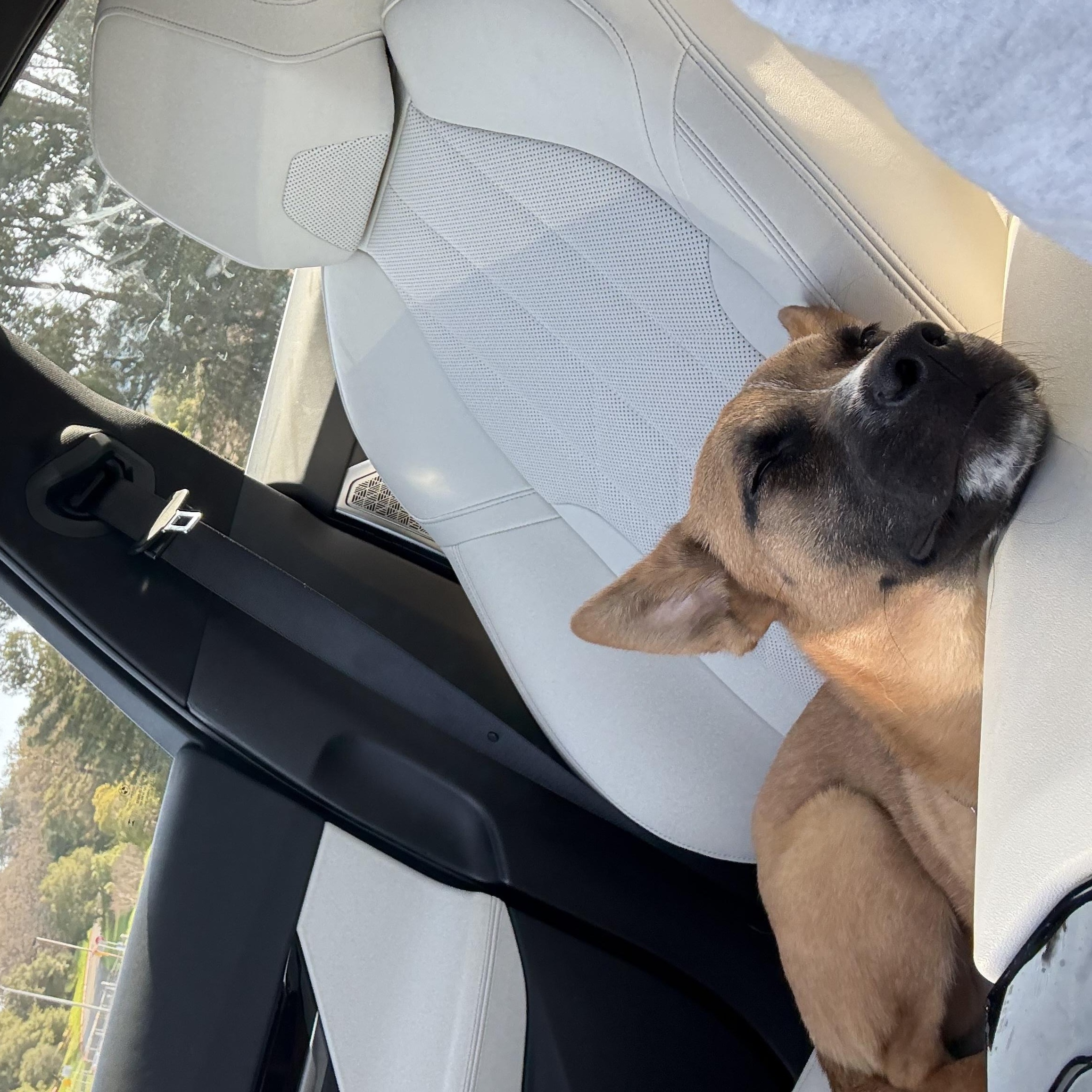 Enlarge Kura, a ADOPTABLE mixed breed in Petaluma, CA image 4/6