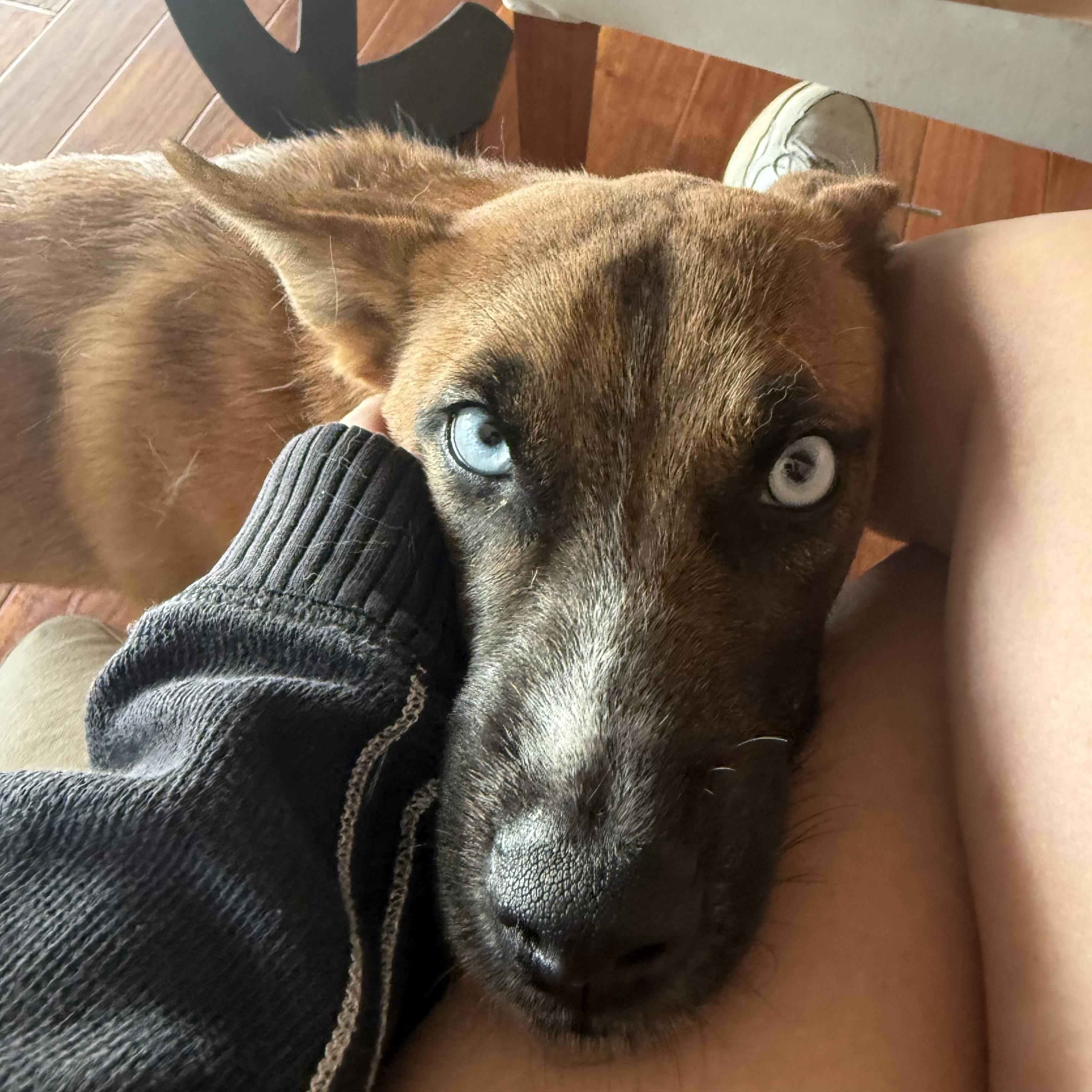 Enlarge Kura, a ADOPTABLE mixed breed in Petaluma, CA image 5/6