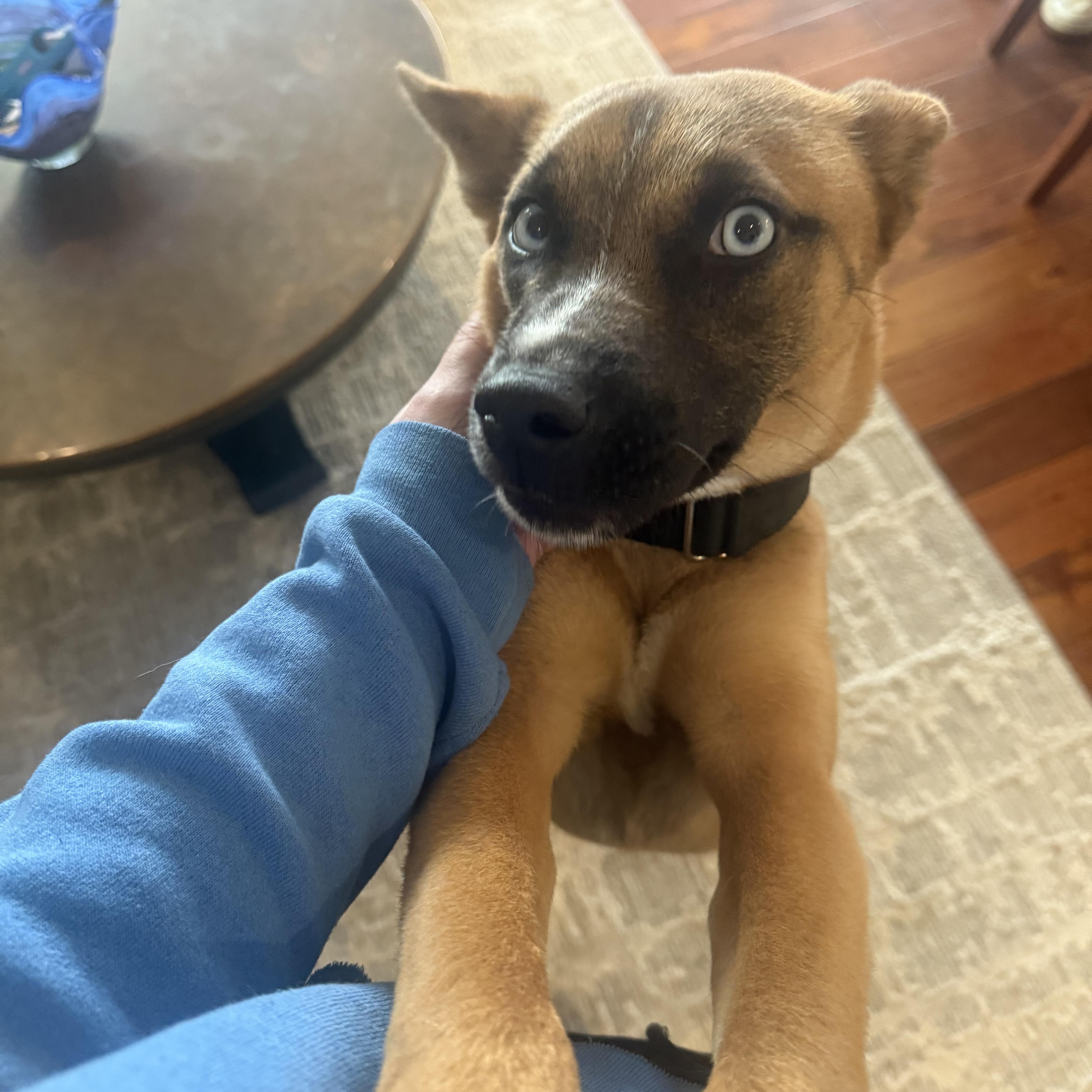 Enlarge Kura, a ADOPTABLE mixed breed in Petaluma, CA image 2/6