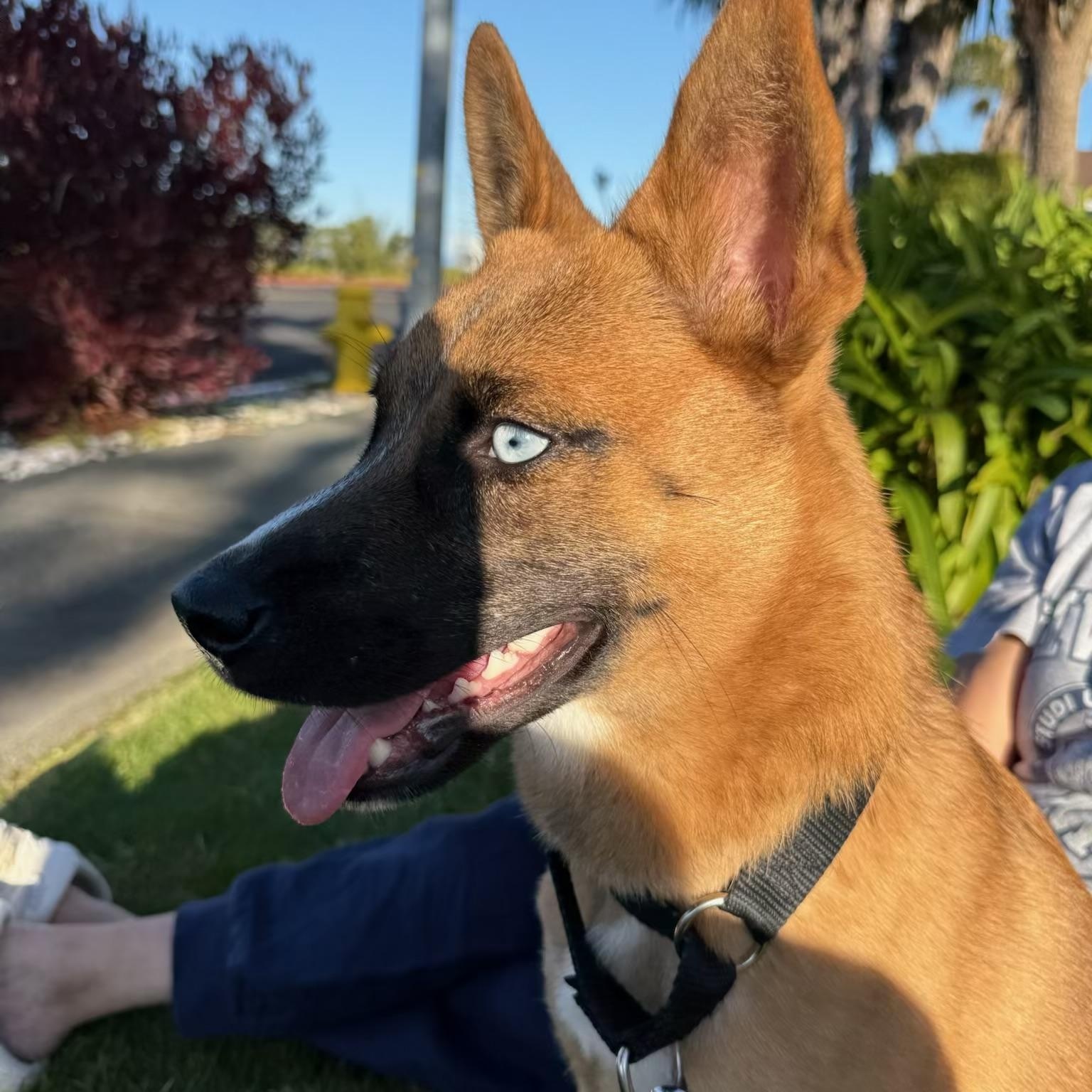 Enlarge Kura, a ADOPTABLE mixed breed in Petaluma, CA image 6/6