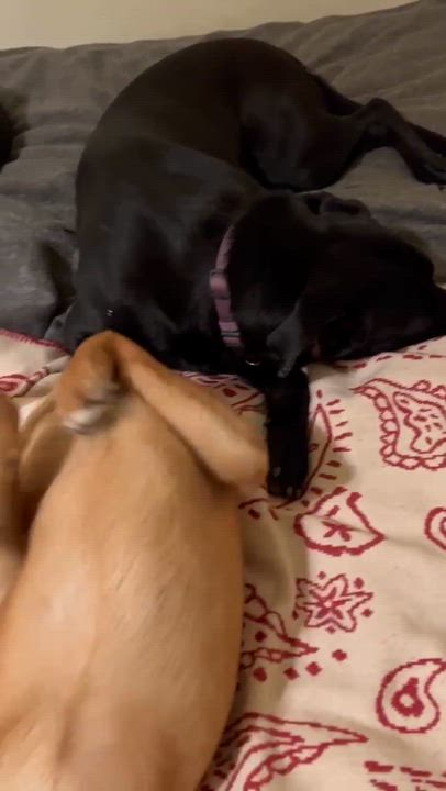 Enlarge Kura, a ADOPTABLE mixed breed in Petaluma, CA video 3/6