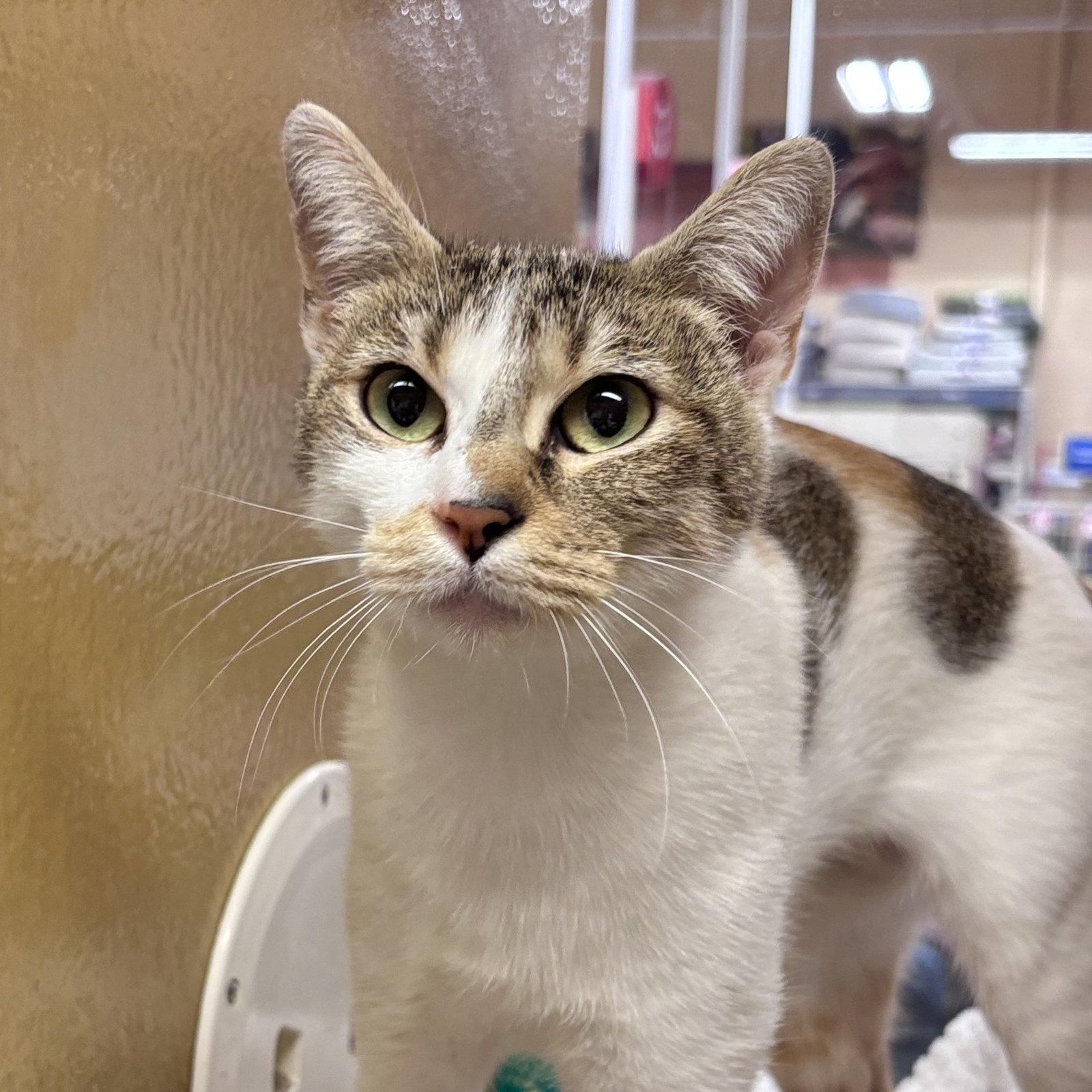 Margarita, Adoptable, Adult Female Domestic Short Hair.