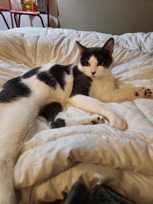 Laya, Adoptable, Adult Female Domestic Short Hair & Domestic Short Hair.