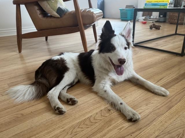 Logan, a Adoptable Border Collie in Clinton, UT image 3/5