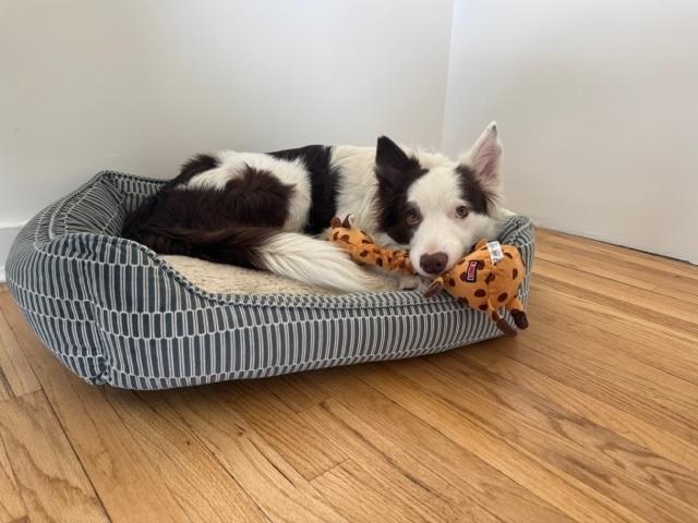 Logan, a Adoptable Border Collie in Clinton, UT image 4/5