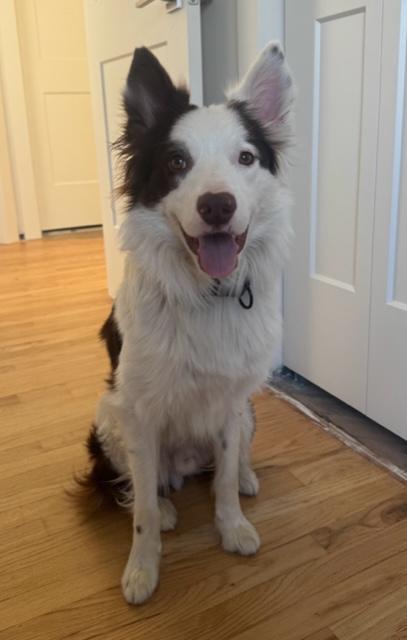 Logan, Young Male Border Collie
