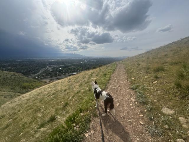 Logan, a Adoptable Border Collie in Clinton, UT image 5/5
