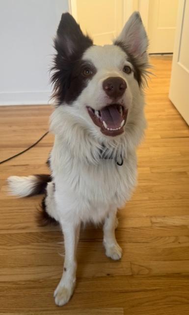 Logan, a Adoptable Border Collie in Clinton, UT image 1/5