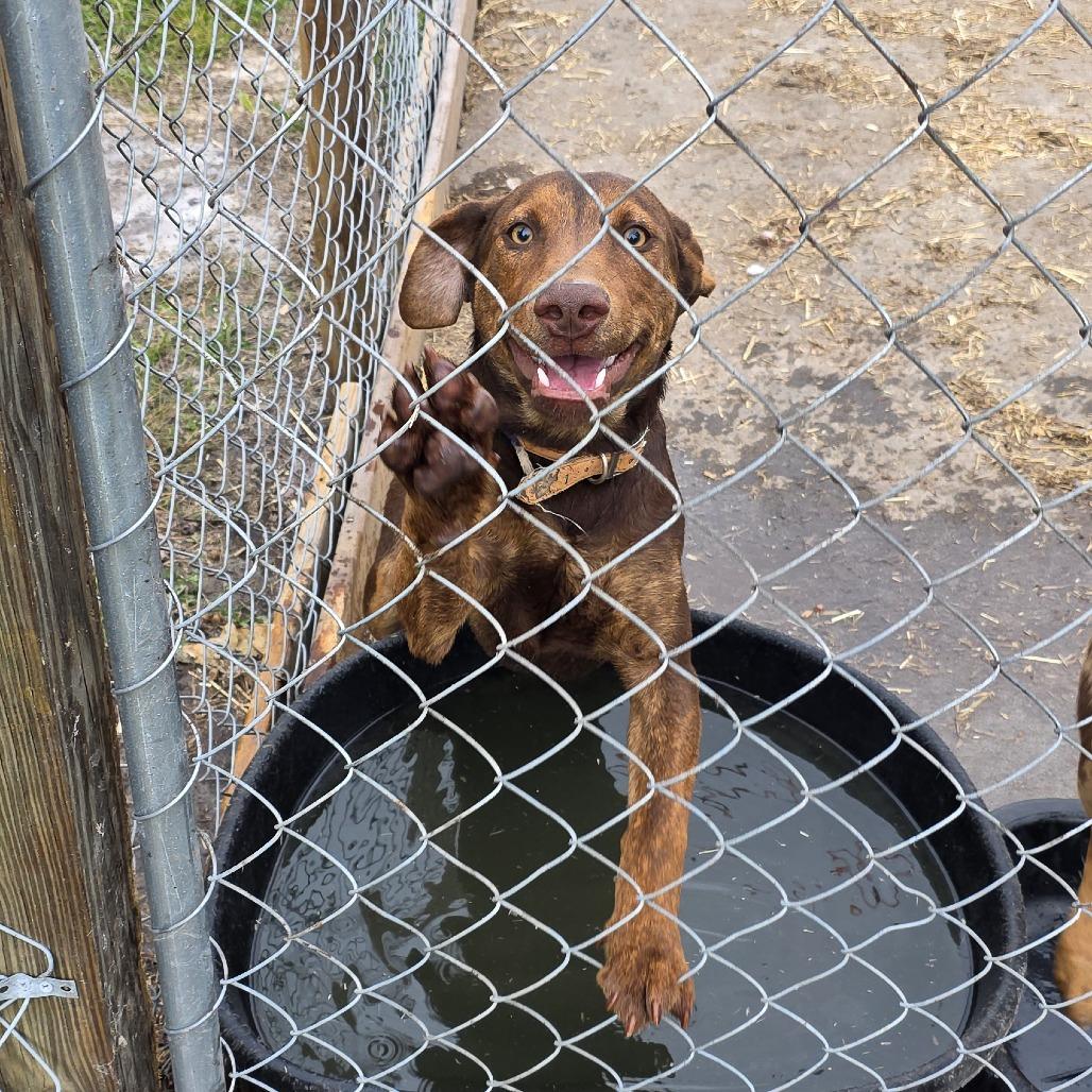 Diego, an adopted mixed breed in Wilmington, NC image 2/5
