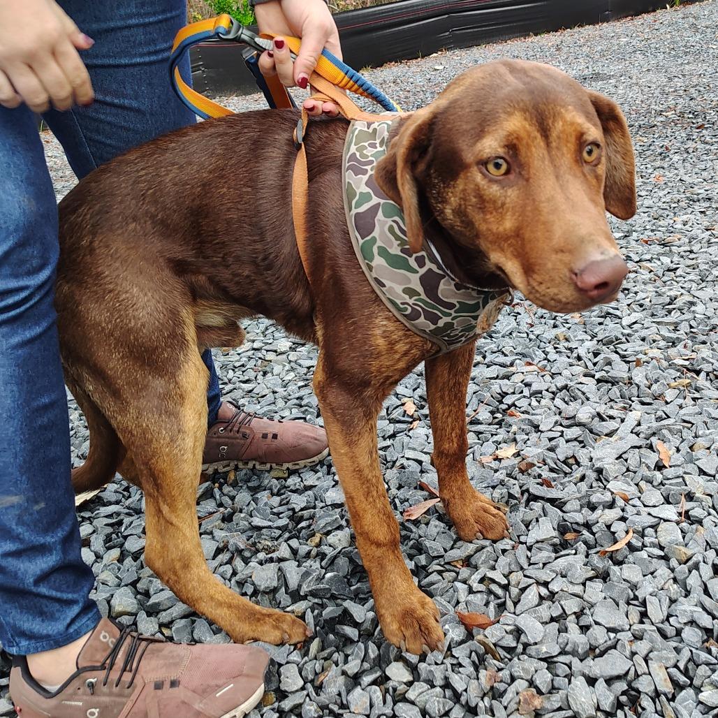 Diego, adopted, Puppy Male Doberman Pinscher & Catahoula Leopard Dog.
