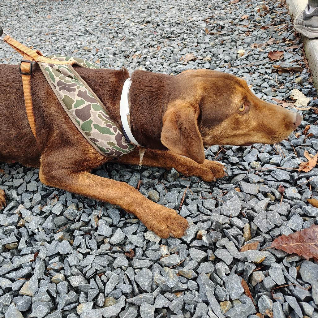 Diego, an adopted mixed breed in Wilmington, NC image 4/5