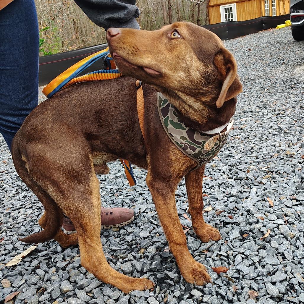 Diego, an adopted mixed breed in Wilmington, NC image 3/5