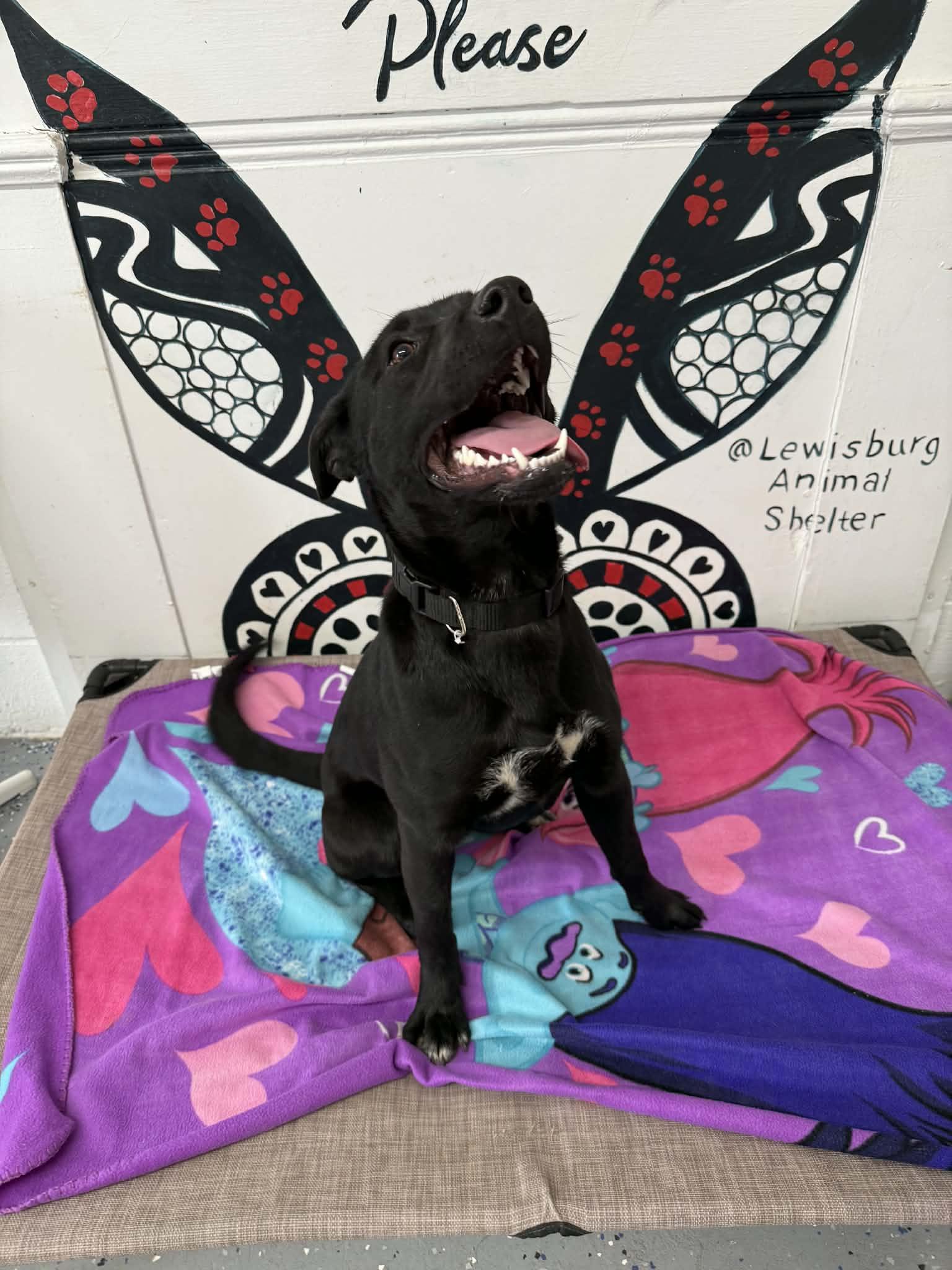 Enlarge Onyx, an adopted mixed breed in Lewisburg, TN image 1/1