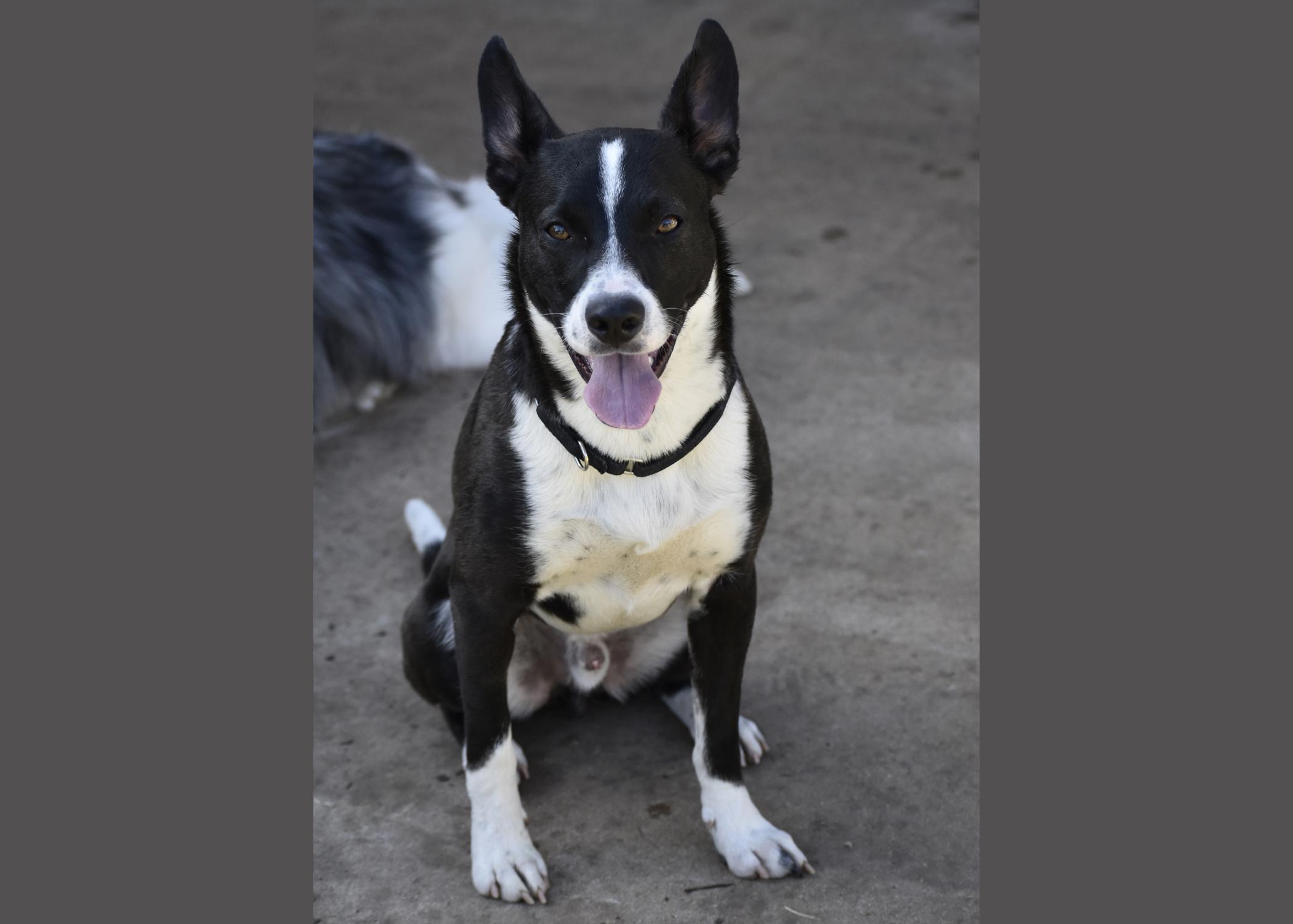 Chance, a Adoptable mixed breed in Georgetown, TX image 1/6