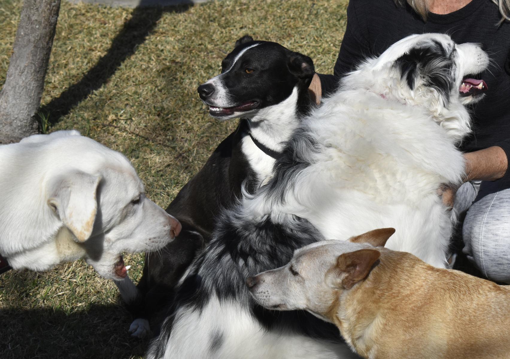 Chance, a Adoptable mixed breed in Georgetown, TX image 2/6