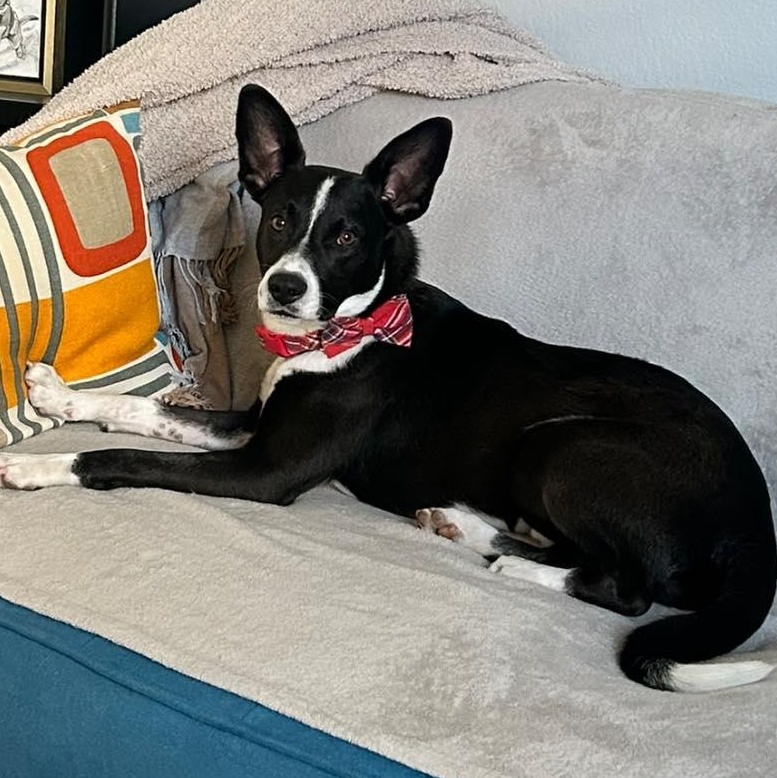 Chance, a Adoptable mixed breed in Georgetown, TX image 3/6