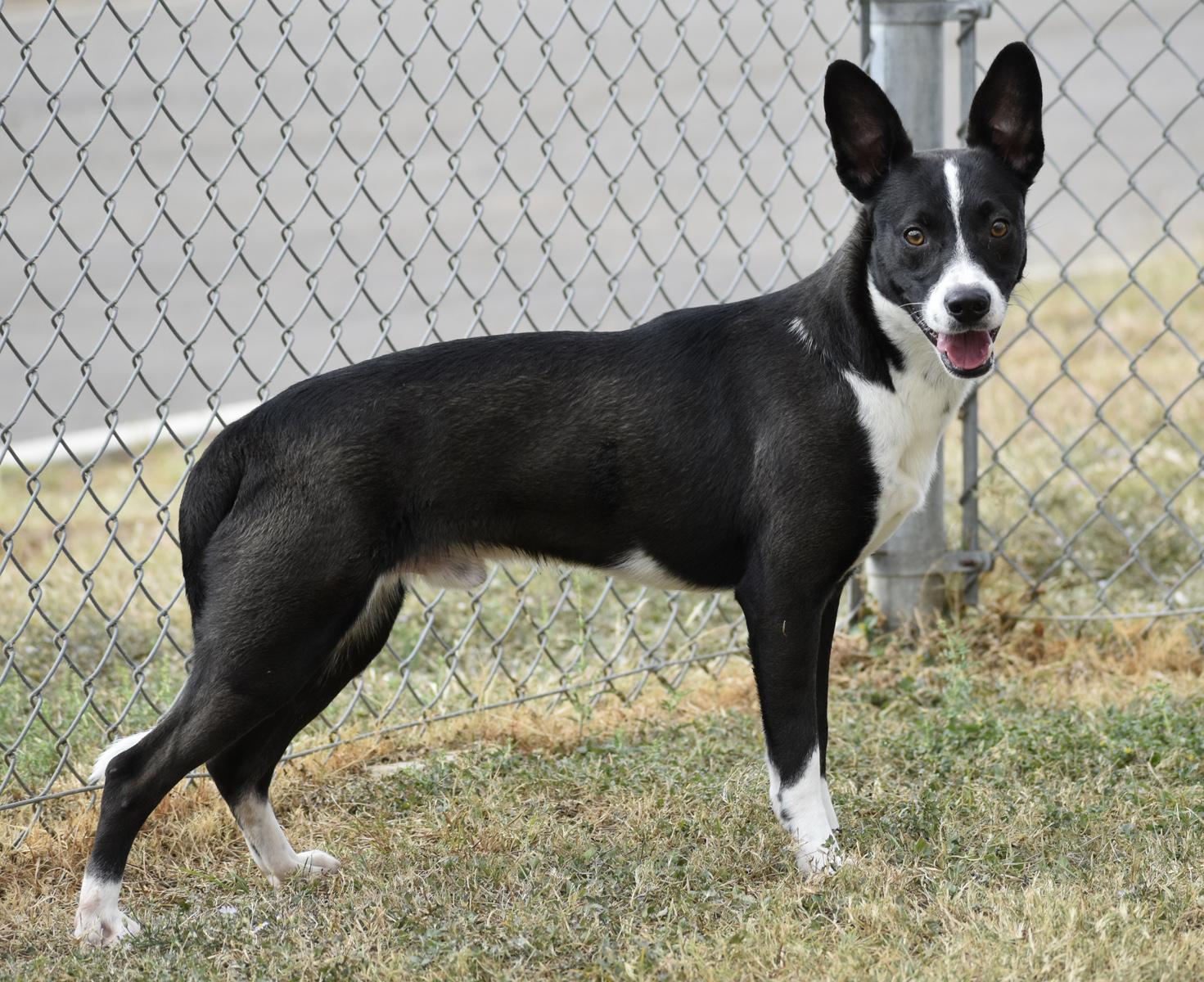 Chance, a Adoptable mixed breed in Georgetown, TX image 5/6