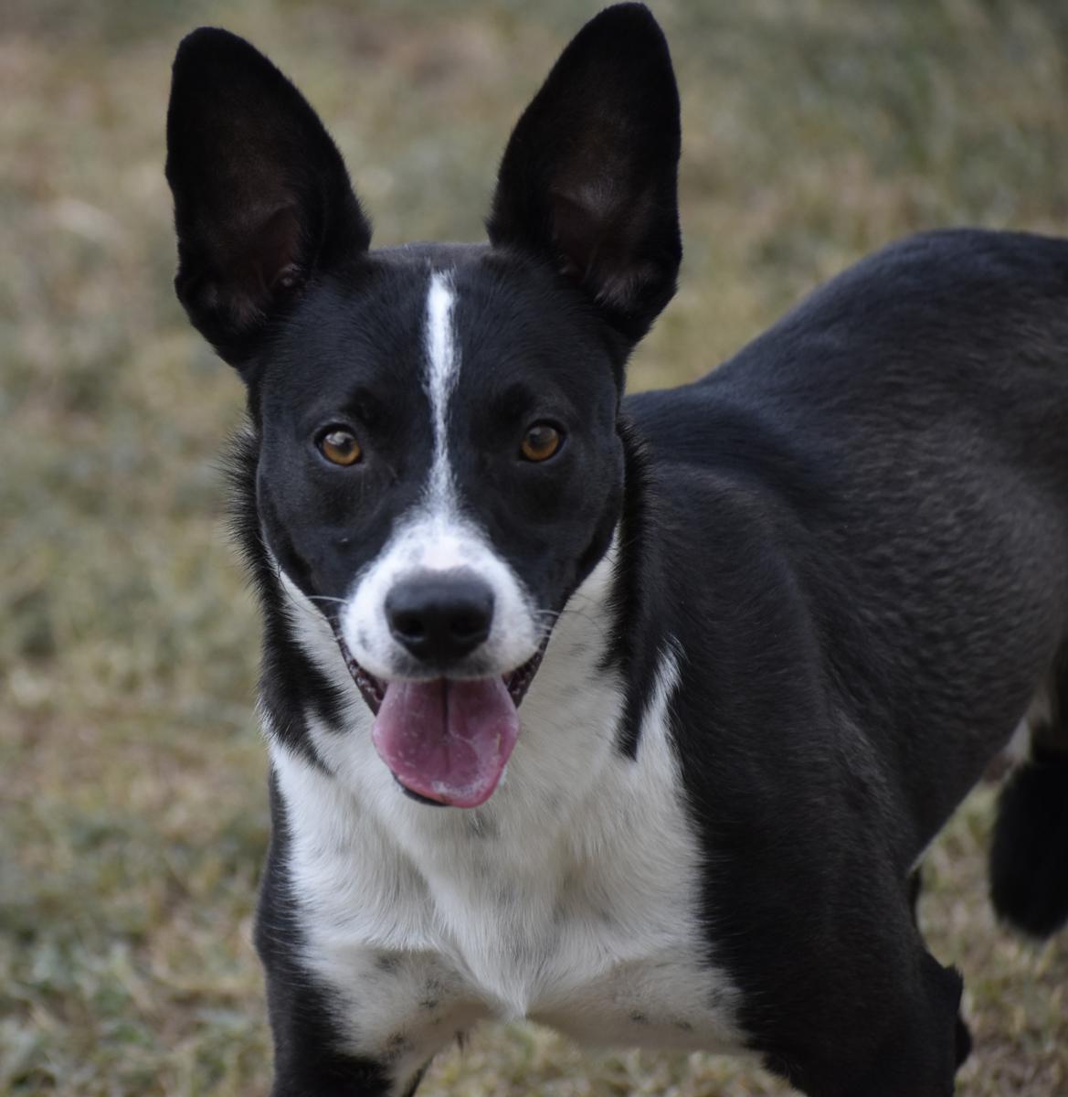 Chance, a Adoptable mixed breed in Georgetown, TX image 6/6