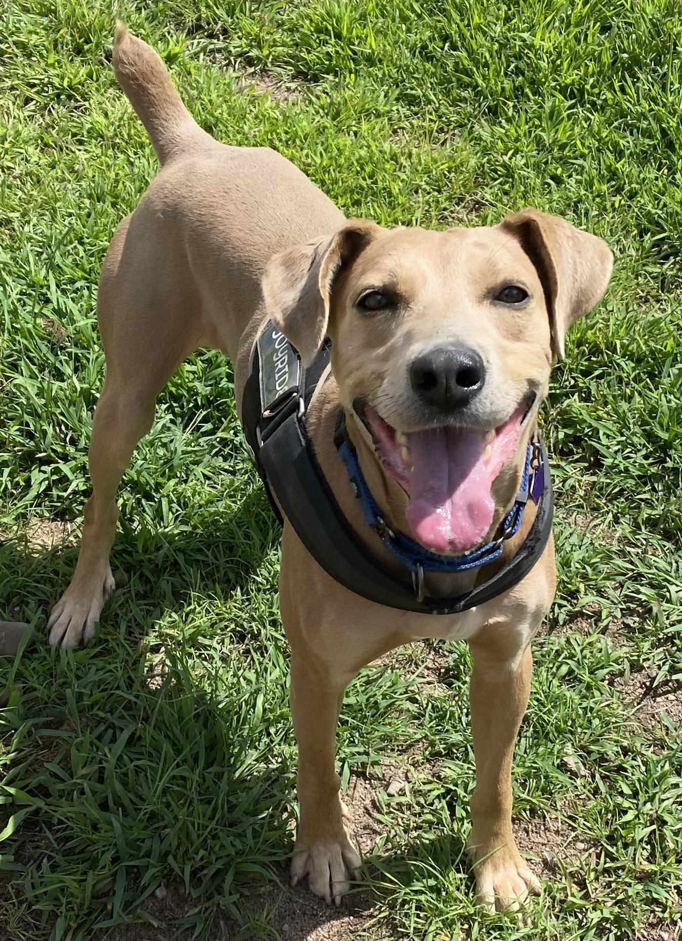 Boomer, an adoptable Labrador Retriever in Spooner, WI, 54801 | Photo Image 1