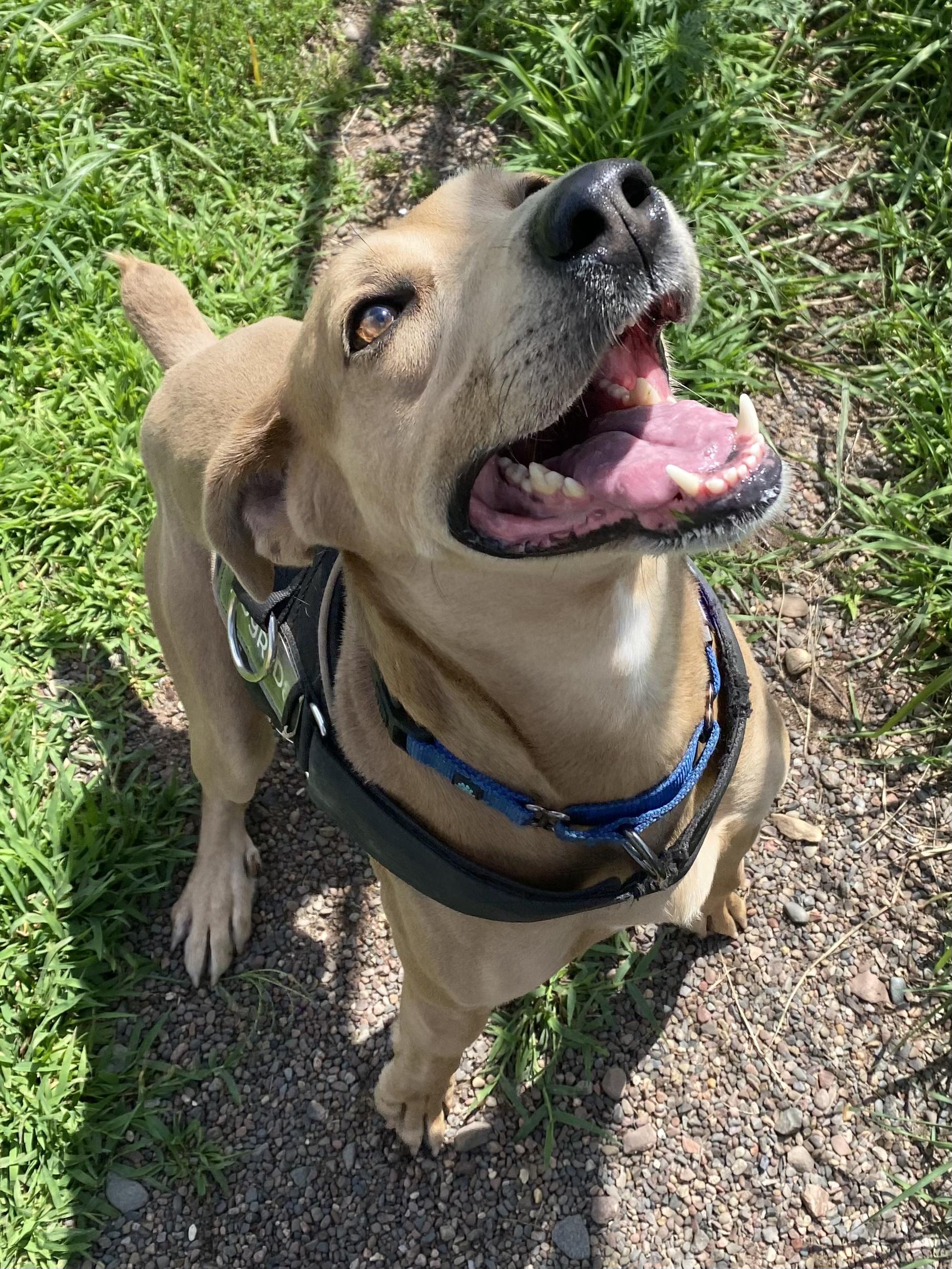 Boomer, an adoptable Labrador Retriever in Spooner, WI, 54801 | Photo Image 3