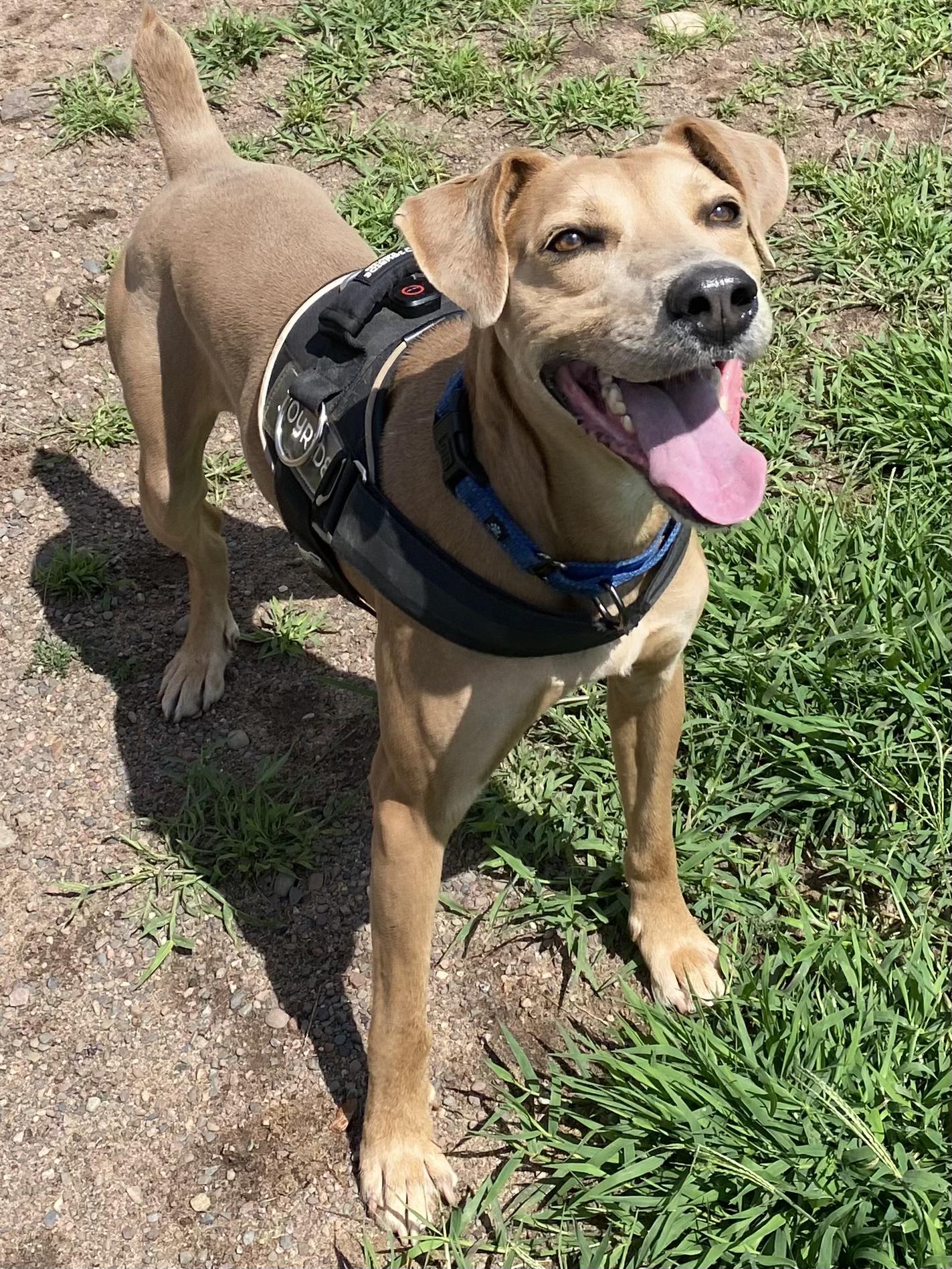 Boomer, an adoptable Labrador Retriever in Spooner, WI, 54801 | Photo Image 2