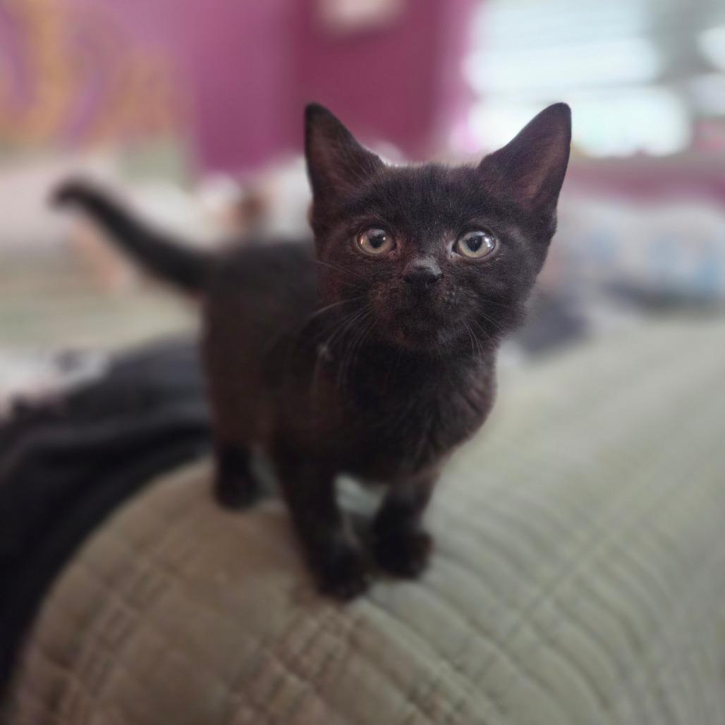 Enlarge Janet, a Adoptable Domestic Short Hair in Taylor, MI image 2/6