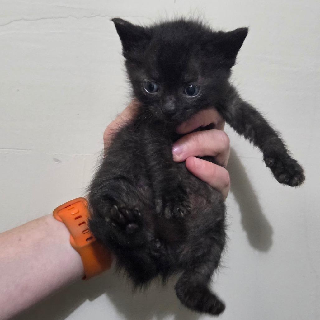 Enlarge Janet, a Adoptable Domestic Short Hair in Taylor, MI image 5/6