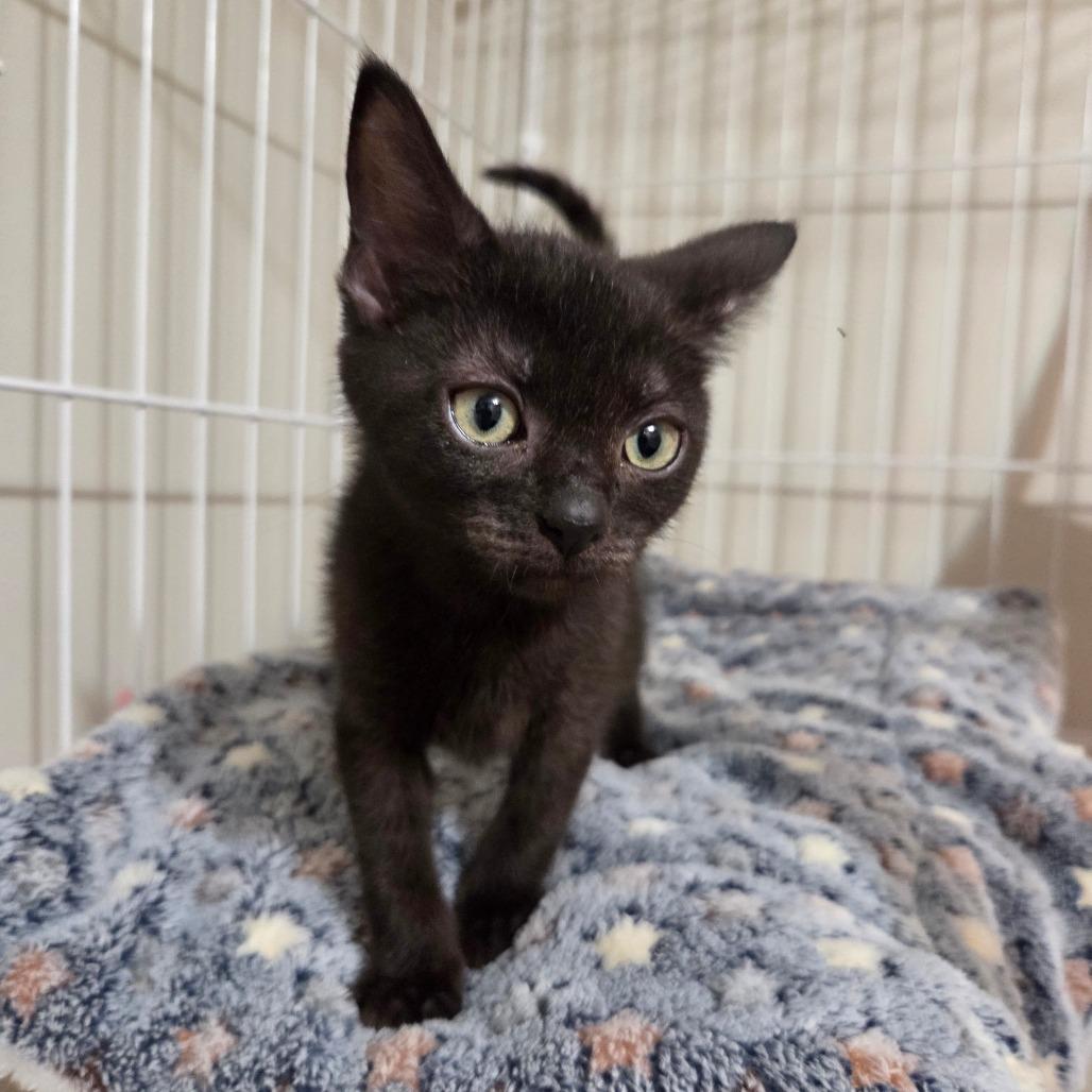 Enlarge Janet, a Adoptable Domestic Short Hair in Taylor, MI image 1/6