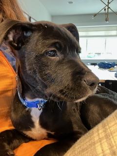 Enlarge Clarksonee / Bunny, a Adoptable mixed breed in Broomfield, CO image 1/6