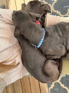 Enlarge Clarksonee / Bunny, a Adoptable mixed breed in Broomfield, CO image 2/6