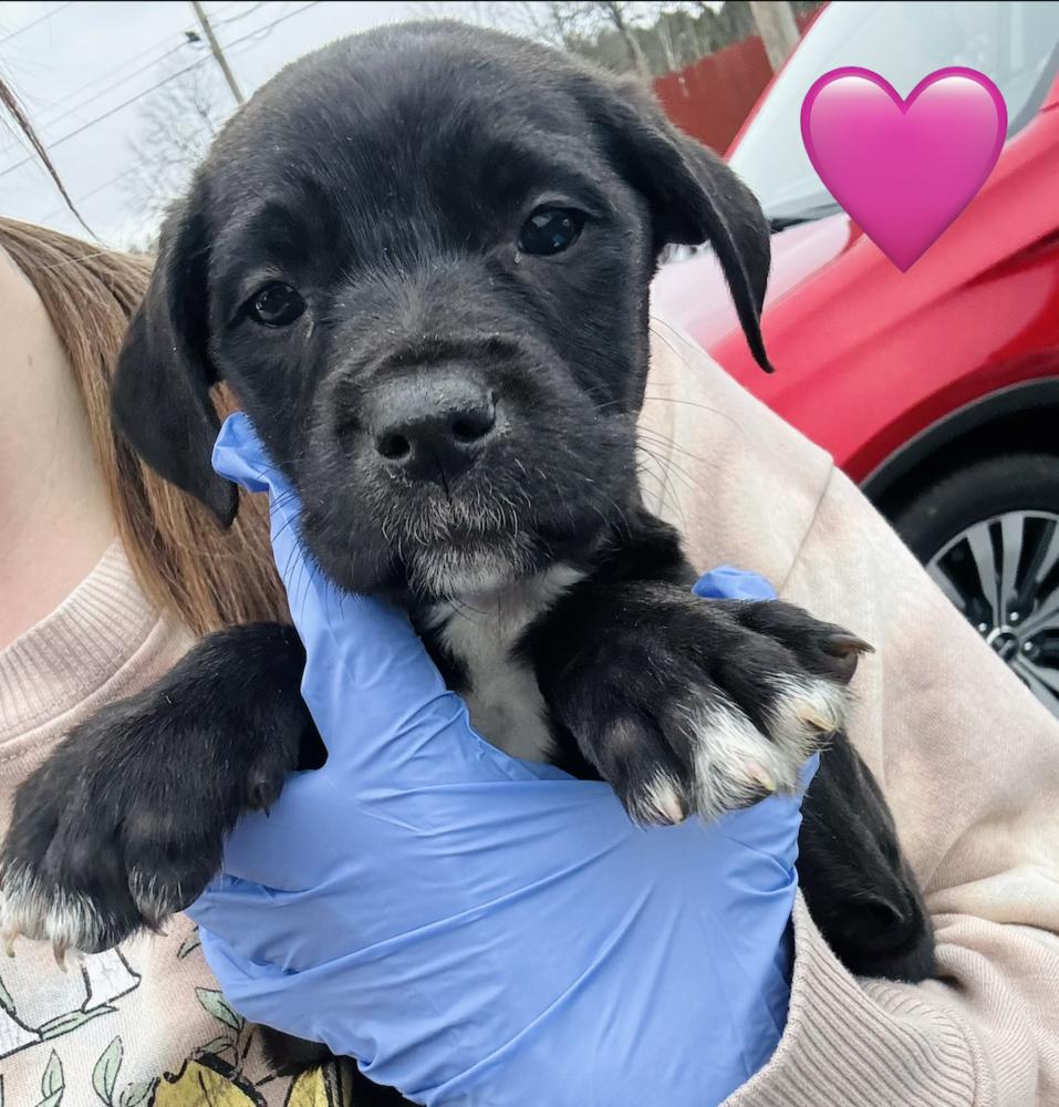 Enlarge Clarksonee / Bunny, a Adoptable mixed breed in Broomfield, CO image 3/6