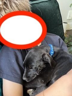 Enlarge Clarksonee / Bunny, a Adoptable mixed breed in Broomfield, CO image 4/6