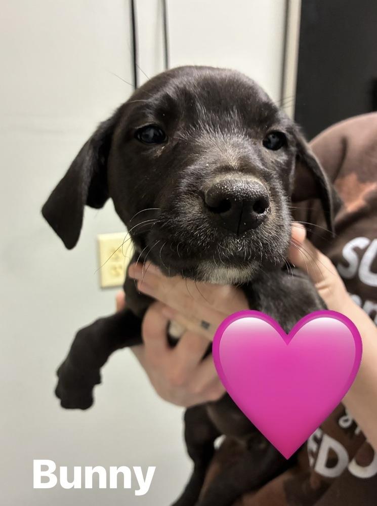 Enlarge Clarksonee / Bunny, a Adoptable mixed breed in Broomfield, CO image 5/6