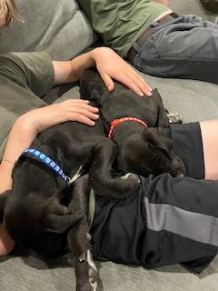 Enlarge Clarksonee / Bunny, a Adoptable mixed breed in Broomfield, CO image 6/6