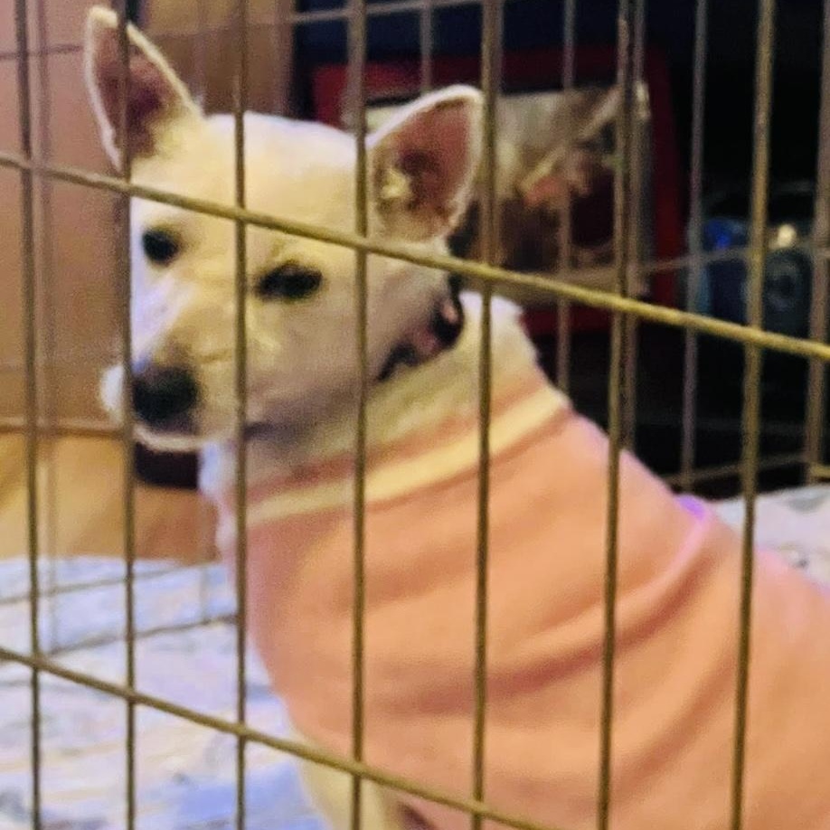 Enlarge Wicket, an adopted West Highland White Terrier / Westie in Omaha, NE image 3/4