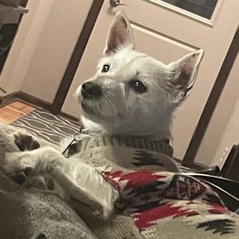 Enlarge Wicket, an adopted West Highland White Terrier / Westie in Omaha, NE image 1/4