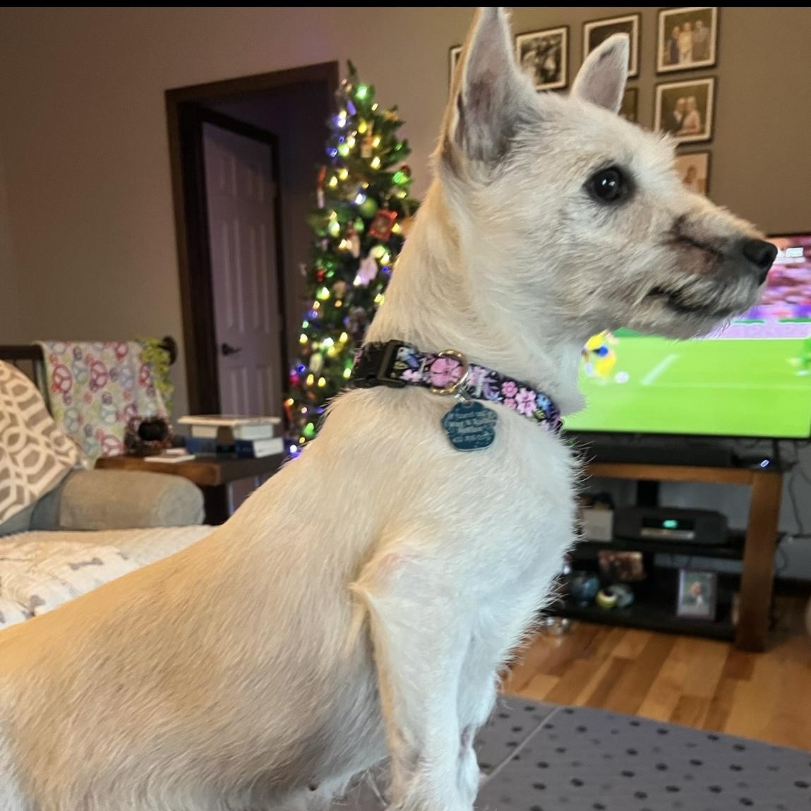 Enlarge Wicket, an adopted West Highland White Terrier / Westie in Omaha, NE image 4/4